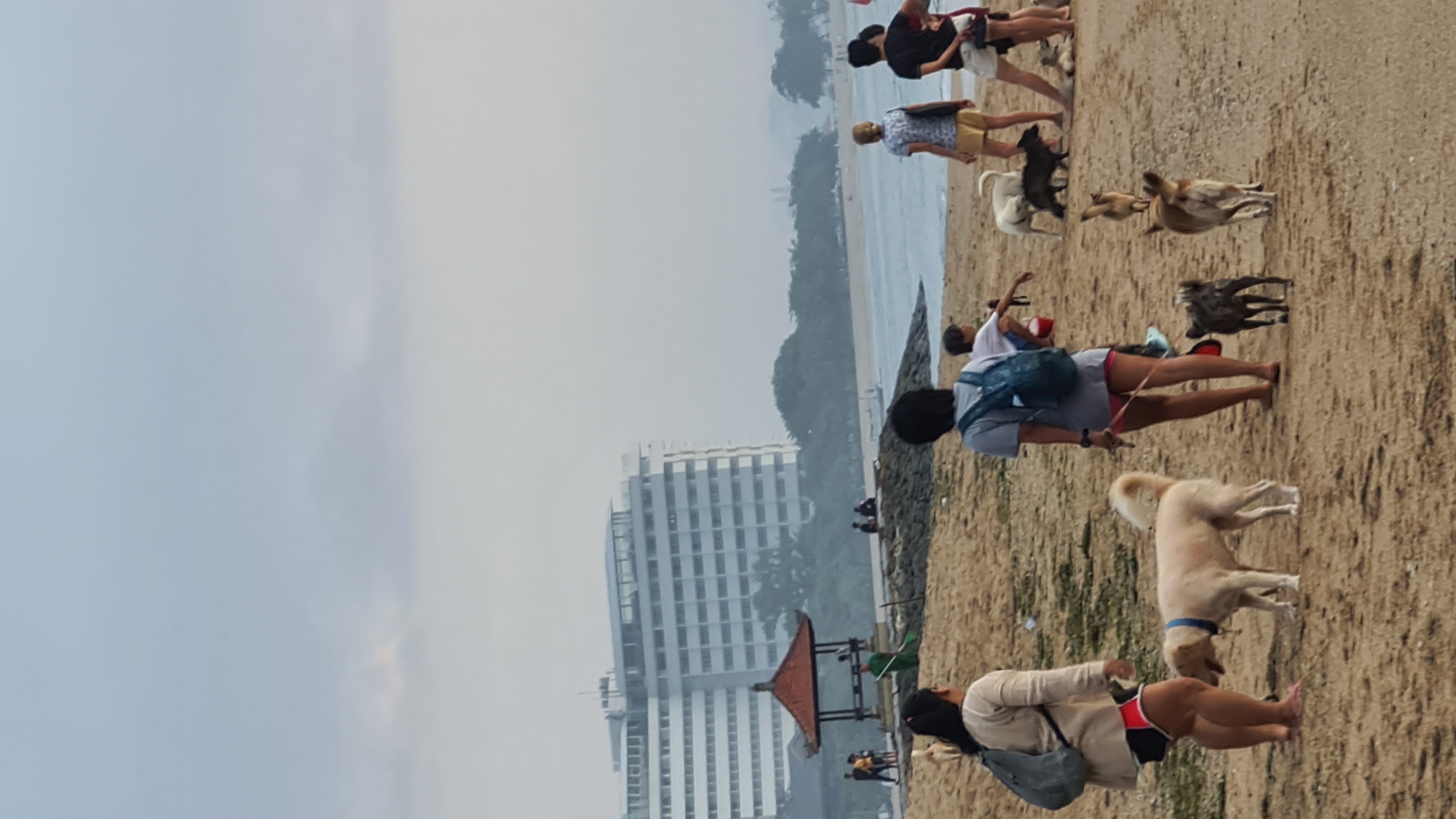 The image depicts a beach scene in Denpasar, Indonesia, with several people and dogs. In the background, a large white hotel building stands against a hazy sky. A gazebo with a red roof is situated on a rocky embankment closer to the water. The beach itself is sandy, with several individuals and their canine companions.
In the foreground, a woman with a light-colored shirt and dark shorts, carrying a grey backpack, walks with a light-colored dog on a leash. To her right, another person wearing a grey shirt and pink shorts with a blue backpack is walking a dark-colored dog. Further down the beach, more dogs and people are visible. Some dogs are walking, while others are lying down. The water of the ocean is visible in the middle ground, with a calm surface. The overall atmosphere appears relaxed, with people enjoying a day at the beach with their pets.