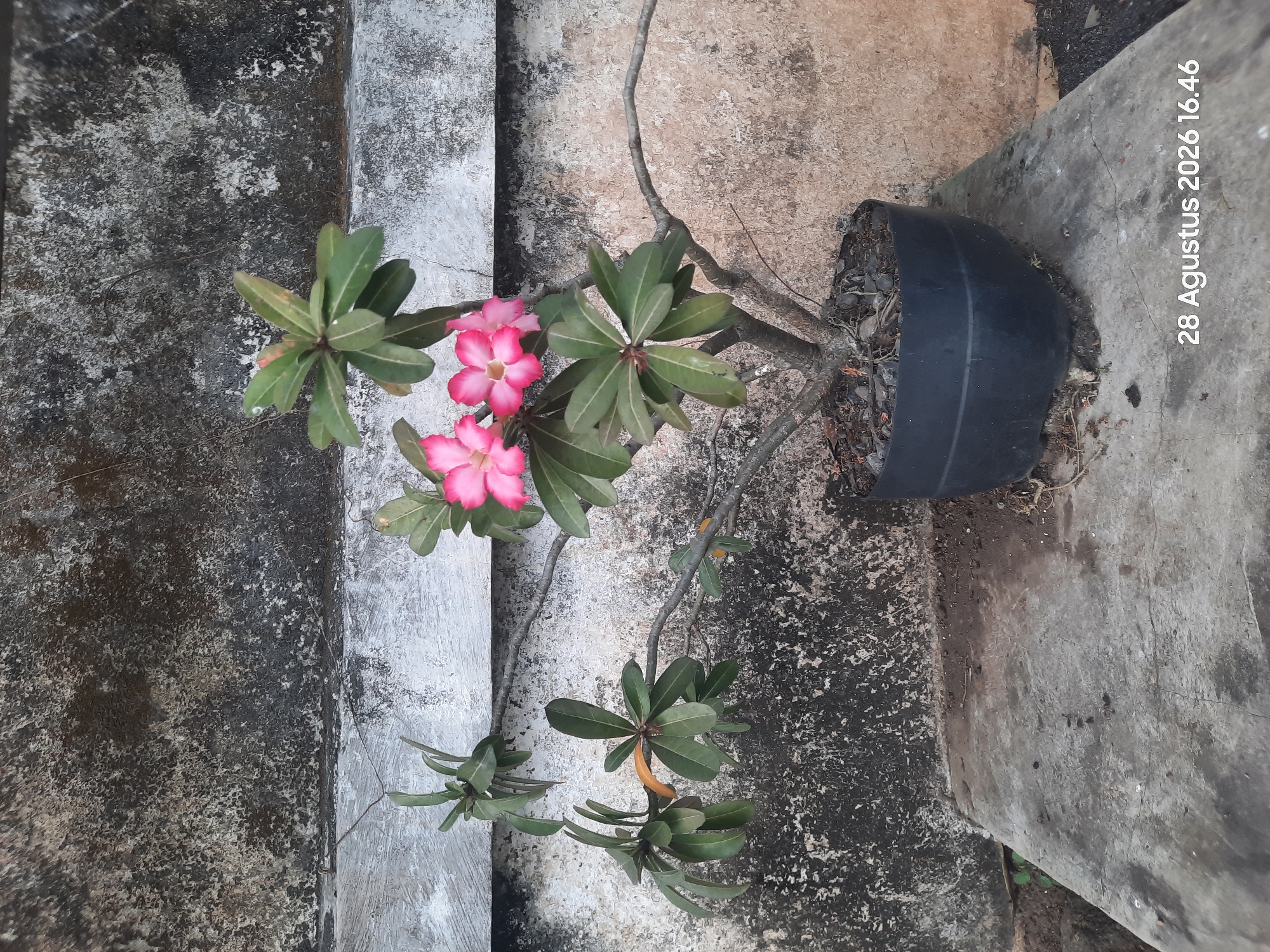 The image depicts a potted plant with pink flowers and green leaves, positioned on a concrete surface. The background consists of a textured wall with dark and light patches. The plant is in a black pot. A timestamp, "28 Agustus 2026 16.46," is visible in the lower right corner. The scene appears to be outdoors, with no people present. The plant exhibits multiple branches and a thick stem. The leaves are ovate, and the flowers have five petals with a darker pink edge. The concrete surface shows signs of wear and tear, with cracks and uneven coloration. The wall exhibits a rough, mottled texture. The overall impression is a still life composition of a plant against a weathered backdrop. This scene could be located in Sebaung, Indonesia, as indicated.