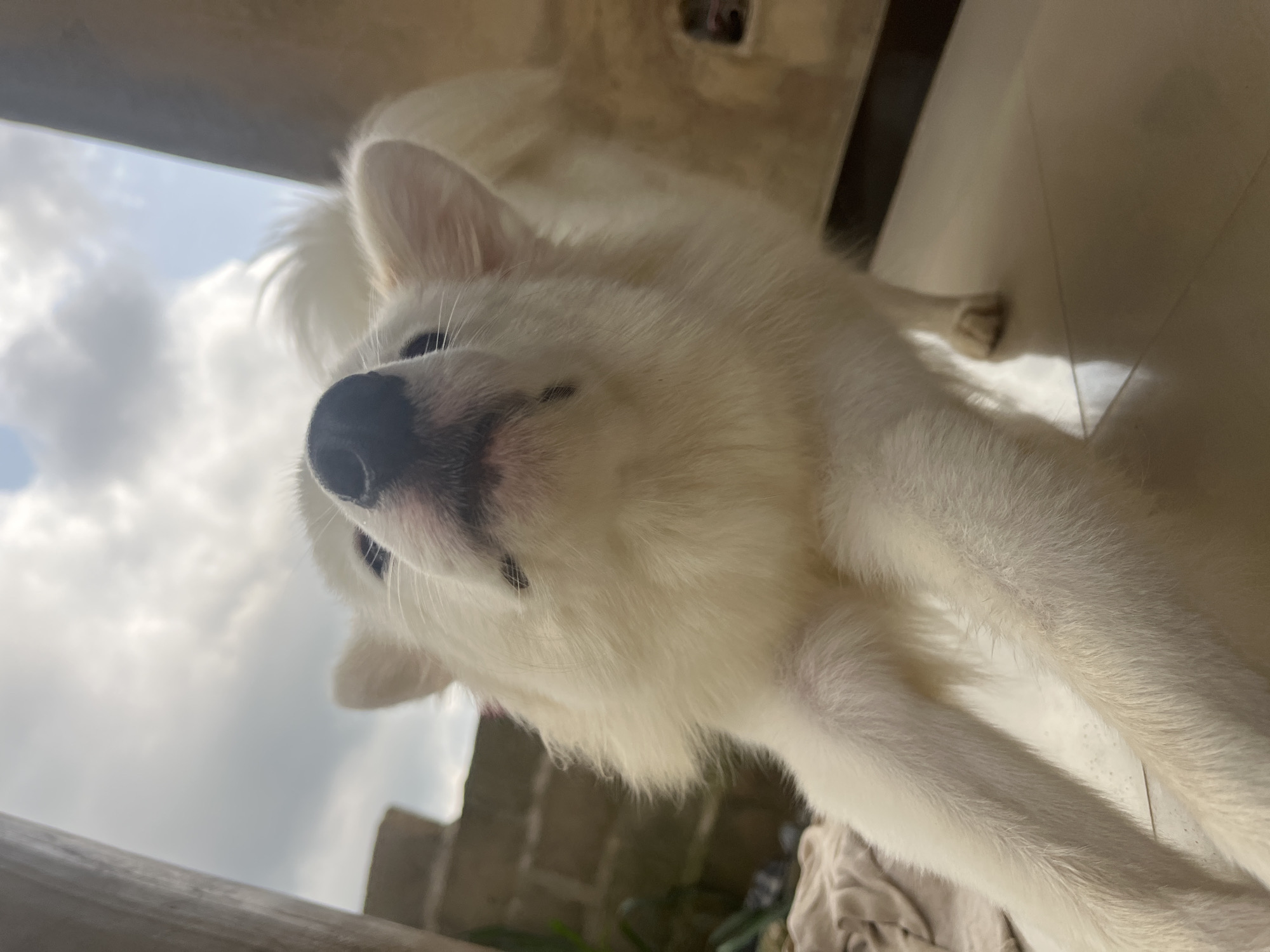 A white dog, resembling an Indian Spitz or a similar fluffy breed, is captured in a bright, daylight setting. The dog is lying down, with its head tilted upwards and to the left, looking directly at the camera or just past it. Its black nose and one visible dark eye are prominent against its pristine white fur.
The setting appears to be outdoors or on a semi-enclosed structure like a porch or balcony, likely in Ikot Ekpene, Nigeria. A significant portion of the background is filled with a bright, cloudy sky, indicating daytime and possibly overcast weather. In the foreground, a dark, horizontal beam or railing runs across the bottom left. The dog is resting on a light-colored, possibly tiled, surface. Further in the background, behind the dog's body, architectural details such as light brown brickwork or wall textures are visible.
The dog's body extends to the right, showing its long, white fur and a paw resting on the light surface. The overall impression is one of a relaxed and observant animal enjoying its surroundings. The photograph is taken from a low angle and is rotated, giving a unique perspective of the dog and its environment. No visible text is present.