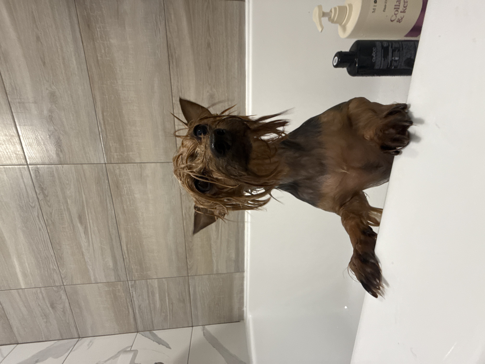 A small, wet dog, likely a Yorkshire Terrier, stands in a white bathtub, its brown and dark fur matted and spiky from water. The dog looks directly at the camera with dark, wide eyes, appearing to be in the midst of or immediately after a bath.
The setting is a bathroom. To the left, a wall is covered with light grey, wood-grain patterned tiles. On the right, two bottles of toiletries rest on the edge of the bathtub. One is a beige pump bottle with "Collagen & keratin" partly visible on its label, and the other is a black bottle with unreadable text. Faintly visible in the bottom left, the floor features white tiles with a grey marbled pattern. The dog's expression conveys mild resignation or surprise, typical for bath time. The scene is located in Chaikovsky, Russia.