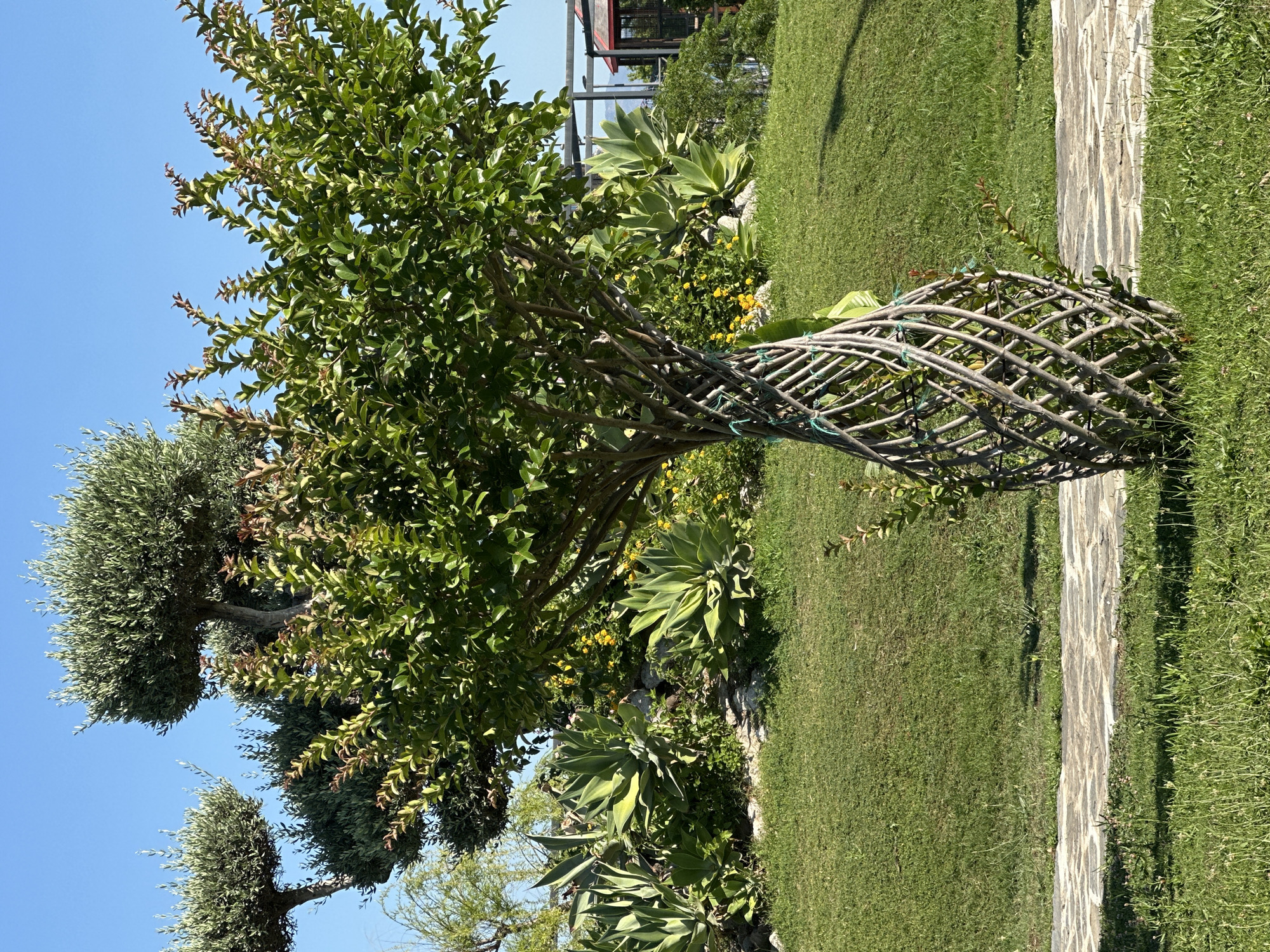 This image presents a bright, sunlit garden scene featuring diverse plant life and landscaping elements. In the foreground, a small tree or large shrub with abundant green foliage stands prominently. Its lower trunk is encased in a decorative, intricately woven lattice structure made of natural branches, secured by green ties.
To the left and slightly behind, several olive trees with their characteristic silvery-green leaves and manicured, rounded canopies are visible against a clear blue sky. In the mid-ground, a cluster of large, succulent-like plants with broad, variegated leaves can be seen, accompanied by other green shrubs and some yellow-flowering plants.
A stone pathway, composed of irregular, light-colored flagstones, cuts diagonally through a well-maintained green lawn, starting from the lower right and extending into the background. The strong sunlight casts distinct shadows, indicating a clear, bright day. In the far background, a glimpse of a modern structure with metal framing is partially visible. No people or visible text are present in the image. The setting suggests a carefully curated and tranquil outdoor space, consistent with a garden in a place like Fethiye, Turkey.