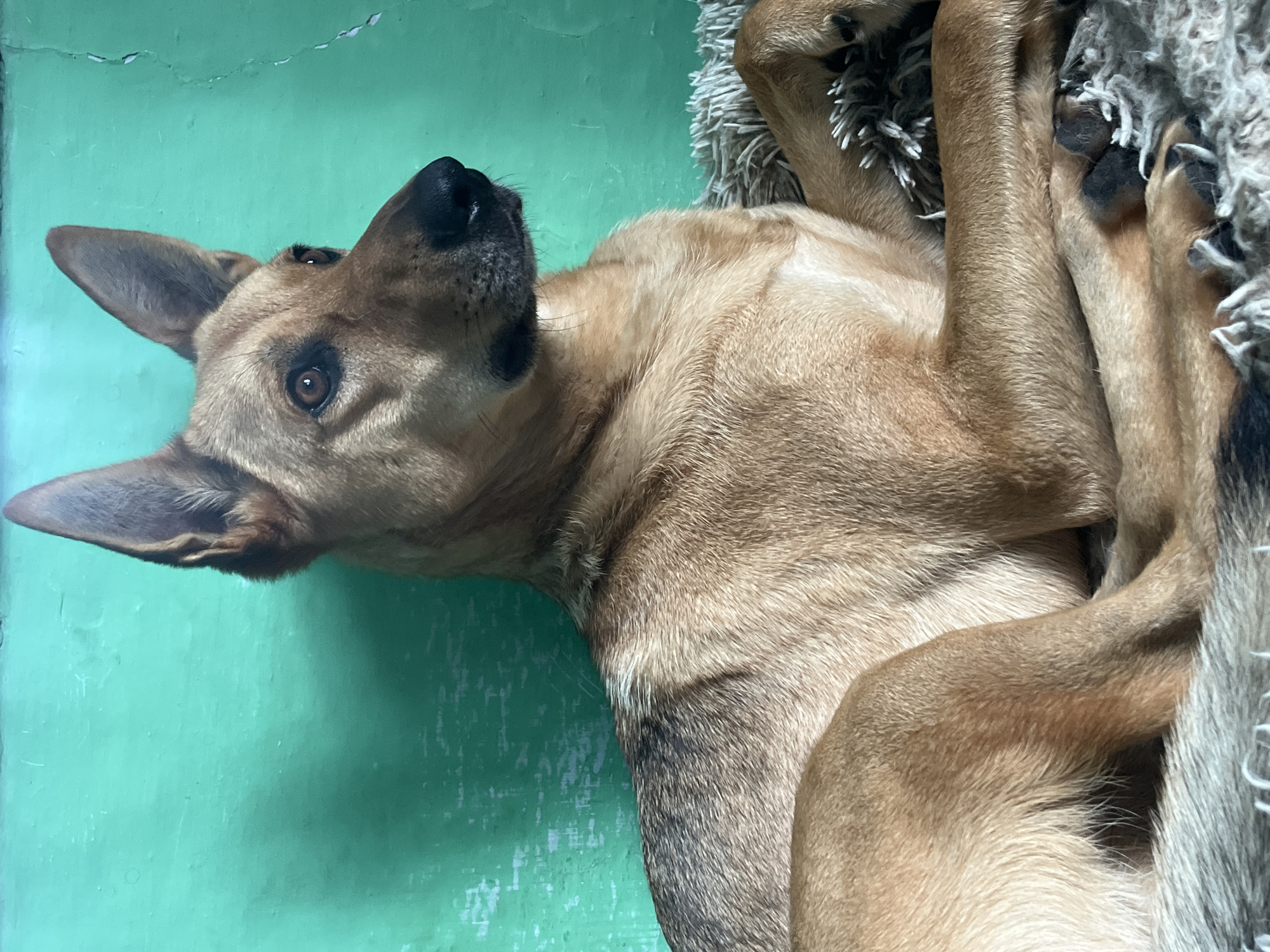 The image shows a light brown dog with large, erect ears, lying down on a textured gray surface. The dog is positioned in the center of the frame, facing to the right. Its fur is short and appears well-groomed. The background is a solid, textured turquoise wall, which shows some minor cracks and imperfections. The lighting suggests an indoor setting, possibly a room with natural light coming from the side. There is no indication of the specific location within Nizhny Tagil, Russia, as the image lacks any recognizable landmarks or context. The scene is static, with the dog in a resting pose.