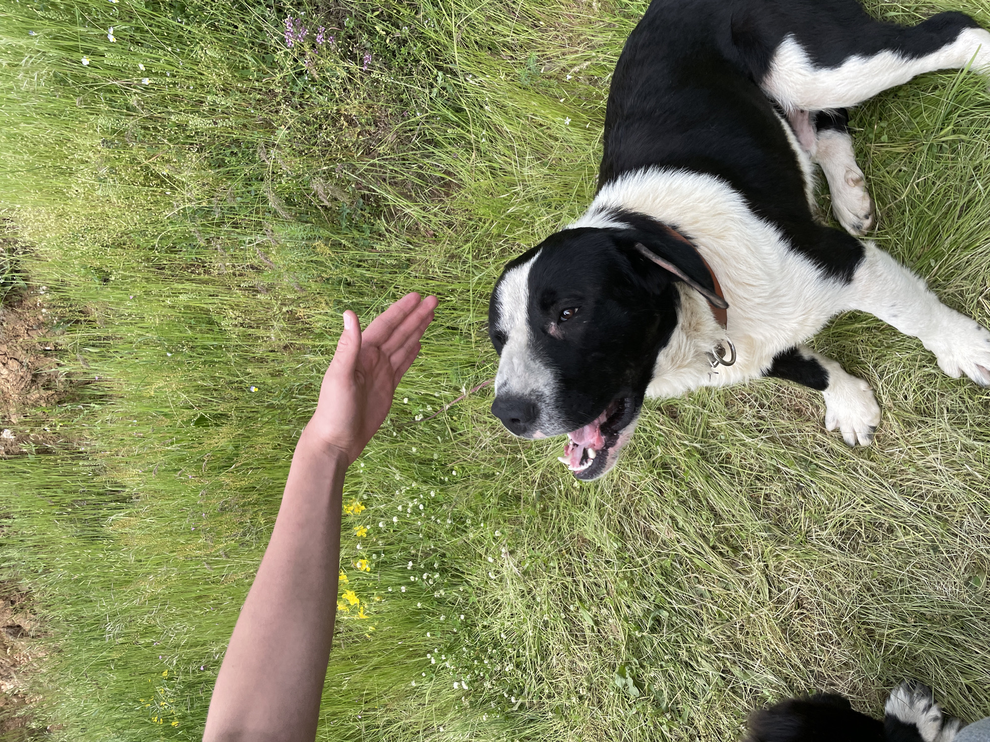 The image shows a black and white dog lying in a grassy area, its mouth open and teeth visible, as a human hand reaches towards it. The setting is a grassy field with various wildflowers and foliage, suggestive of a rural or natural environment. The city of Zlatograd, Bulgaria, cannot be confirmed as the location from the visual data alone.