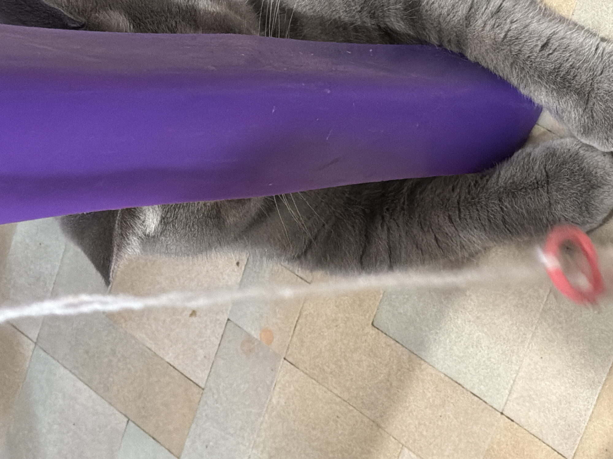 The image presents a close-up, tilted view of a grey cat interacting with a vibrant purple object, likely a yoga mat or foam roller, in an indoor setting. The cat's dense grey fur and paws are prominently featured. Its head is mostly obscured by the purple object, but long, white whiskers are visible against its surface.
One of the cat's furry paws is resting on the purple object, while another paw is positioned near a thin white string or yarn that stretches across the lower part of the frame. At the end of this string, a blurred red plastic ring is visible, suggesting a cat toy, indicating the cat is engaged in play.
The setting appears to be indoors, with a light-colored floor made of interlocking mats or tiles arranged in a distinct herringbone pattern. The flooring shows some subtle discoloration or light brown spots. There are no visible people or text in the image. The time of day and weather are not discernible, as the scene is indoors. This activity takes place within a general residential or play area, given the nature of the items. While the provided context indicates the location is Perm, Russia, there are no specific visual cues within the image itself to confirm this.