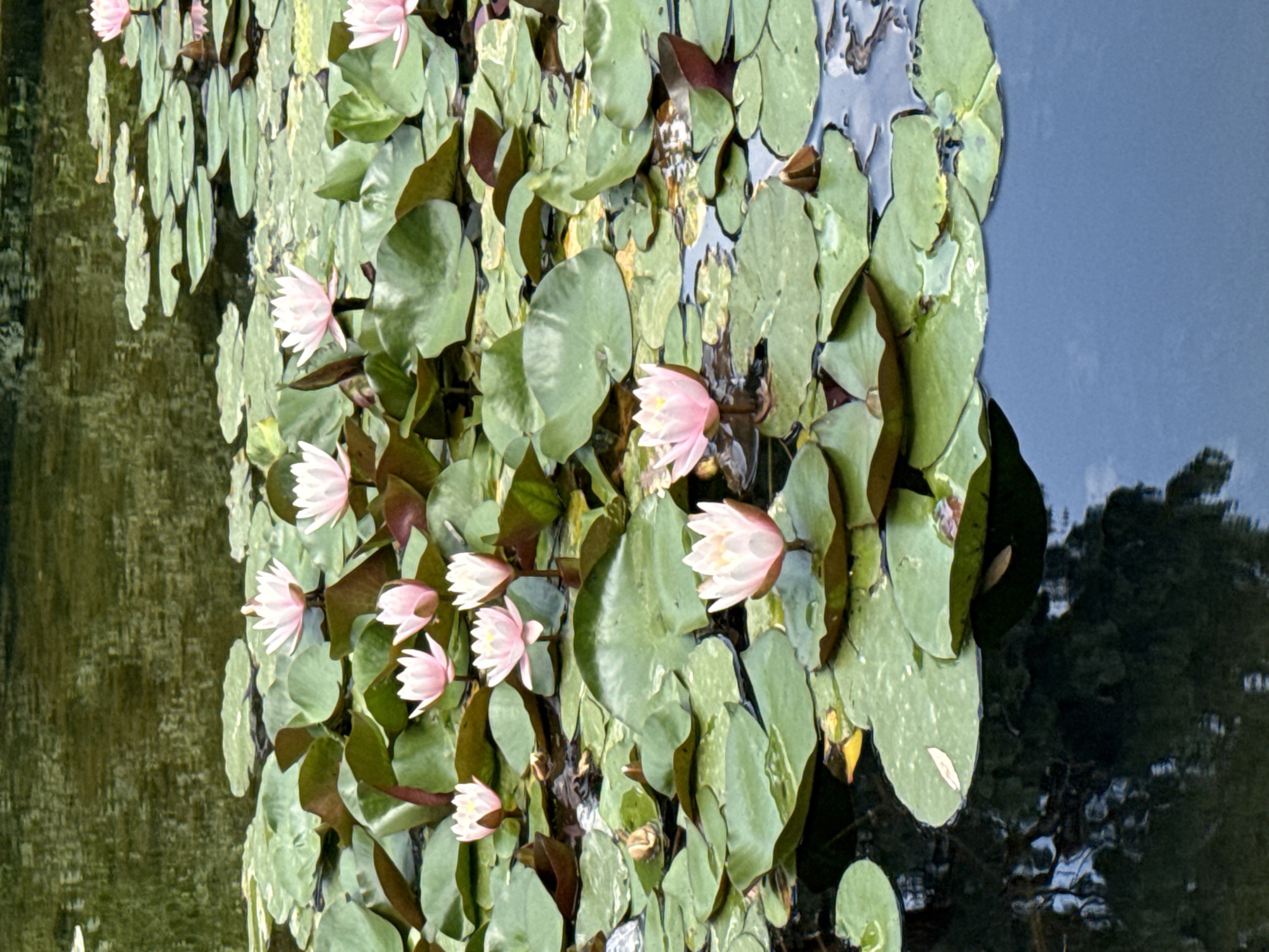 The image depicts a serene pond filled with numerous water lilies. The lilies display delicate pink and white petals, floating amidst broad, green lily pads. The water's surface reflects the surrounding environment, showing a dappled pattern of light and shadow, possibly from trees or buildings. The scene is tranquil and natural, suggesting a garden or park setting. There are no people visible in the image. The specific location in Almaty, Kazakhstan is not determinable from the visual information provided.