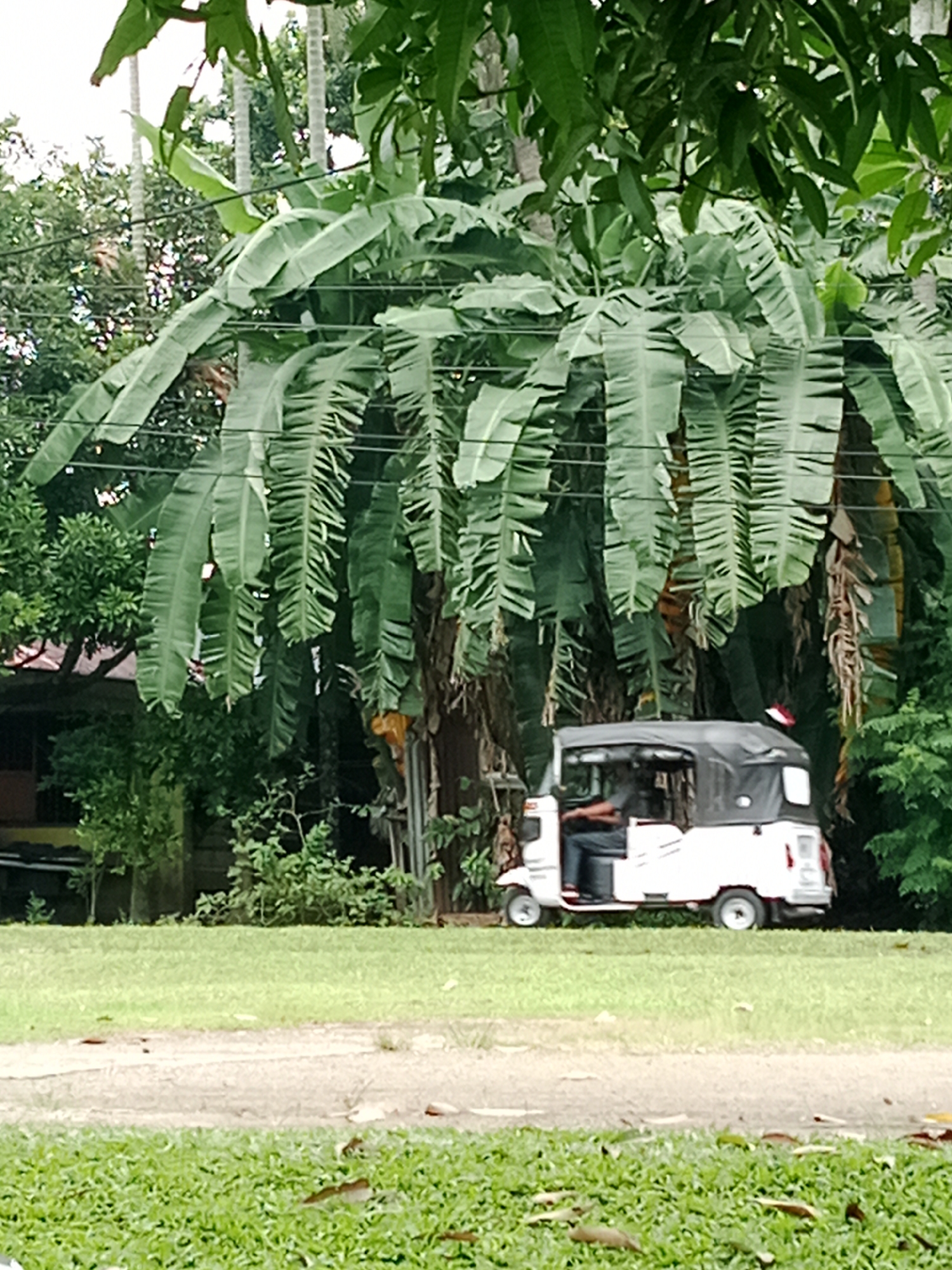A white three-wheeled auto rickshaw, also known as a bajaj, is parked on a dirt path next to a grassy area. The vehicle has a black canopy and a person is seated in the driver's seat. Behind the bajaj, there are large banana trees with broad leaves, and further in the background, there is a building with a dark roof and some greenery. The scene appears to be in a tropical or subtropical environment. This image might have been taken in the city of Binjai, Indonesia, where these types of vehicles are common.