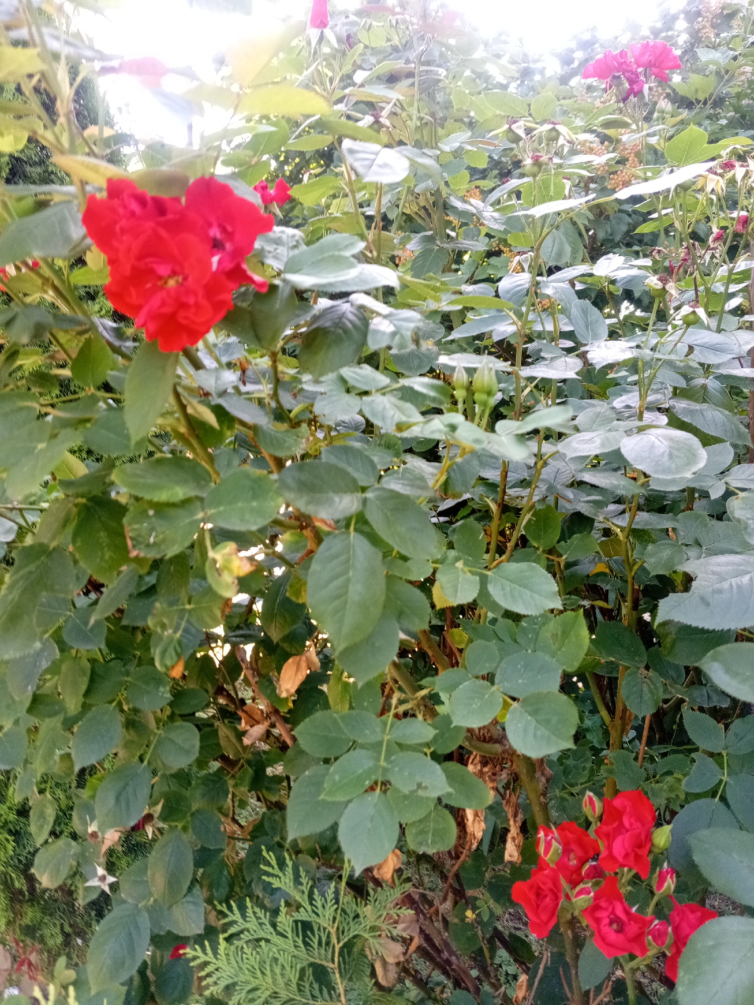 In the city of Tiachiv, Ukraine, a close-up shot captures a dense rose bush with vibrant red flowers. The focus is on several clusters of blooming red roses, with one prominent cluster on the left side of the frame. The roses appear to be in various stages of bloom, with some fully open and others as tightly closed buds. The leaves of the rose bush are a rich green, providing a lush backdrop. Interspersed with the roses are other green foliage and some dried brown leaves, suggesting a natural outdoor environment. The lighting suggests it may be late afternoon or early morning, with sunlight filtering through the leaves and creating some bright spots. In the lower right corner, a small portion of a conifer branch is visible. The overall scene conveys a sense of natural beauty and growth within a garden or park setting.
