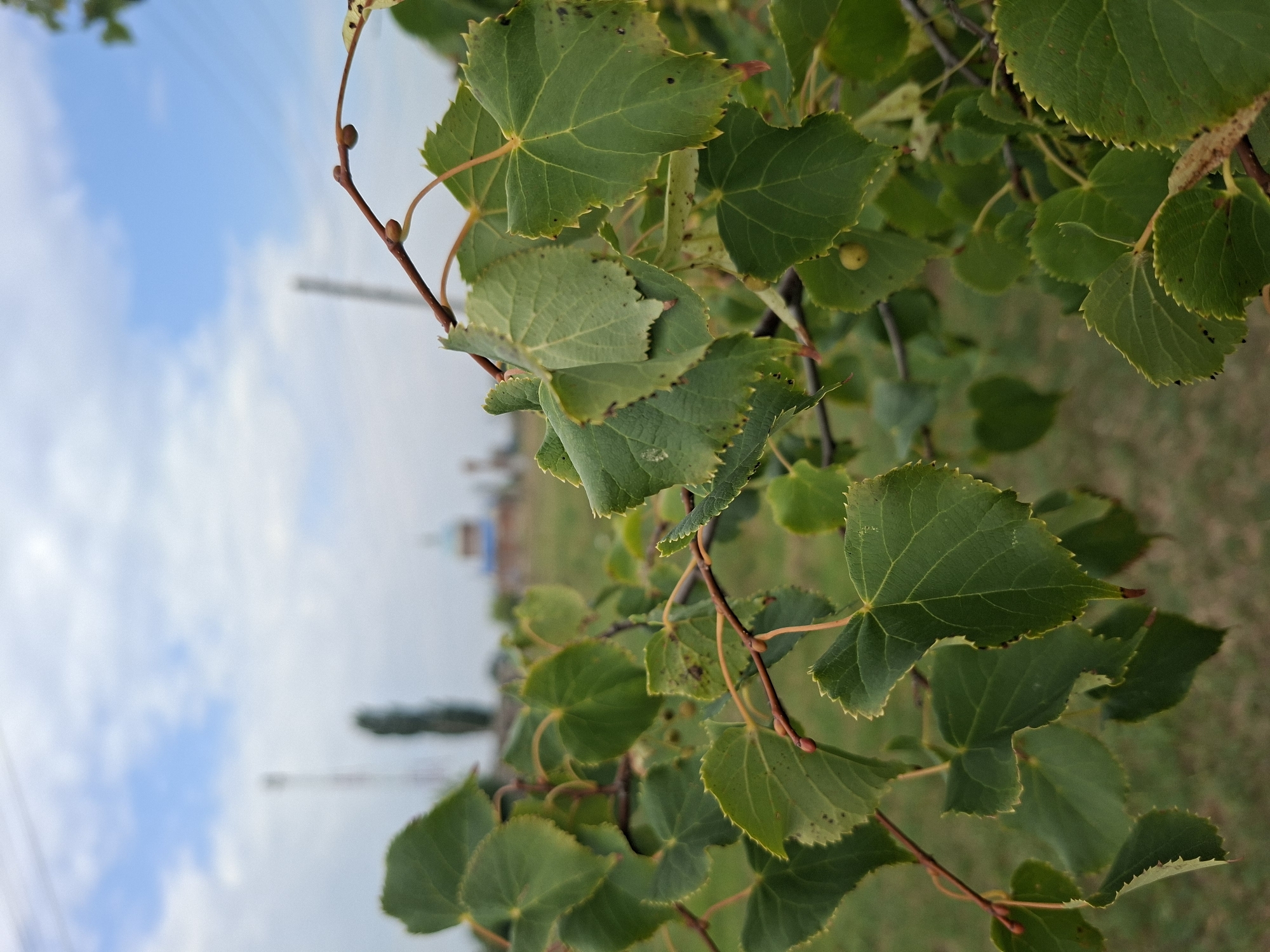 The image shows a close-up of green leaves on a tree branch, with a blurred background. In the background, a blue-domed building, possibly a church, is visible, along with trees and a utility pole. The sky is partly cloudy and blue. The setting appears to be outdoors in a rural or semi-rural area, possibly Oleksandropil, Ukraine, given the context. There are no people or animals visible in the image. The focus is on the natural elements in the foreground.