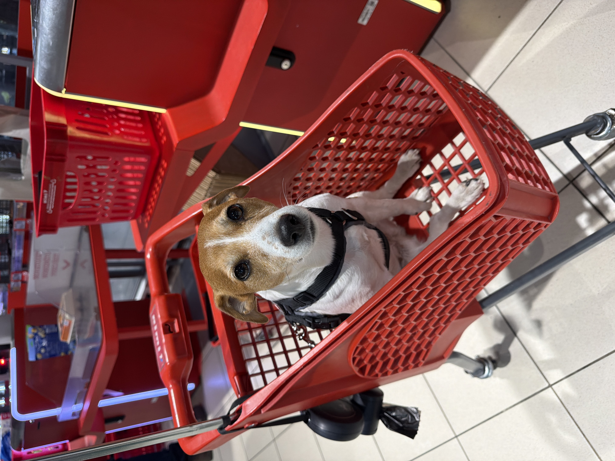 A Jack Russell Terrier is sitting in a red plastic shopping basket with a black harness. The basket is attached to a shopping cart and is next to a red self-checkout machine. The floor has light beige tiles. The location is presumed to be a retail establishment in Ulbroka, Latvia.