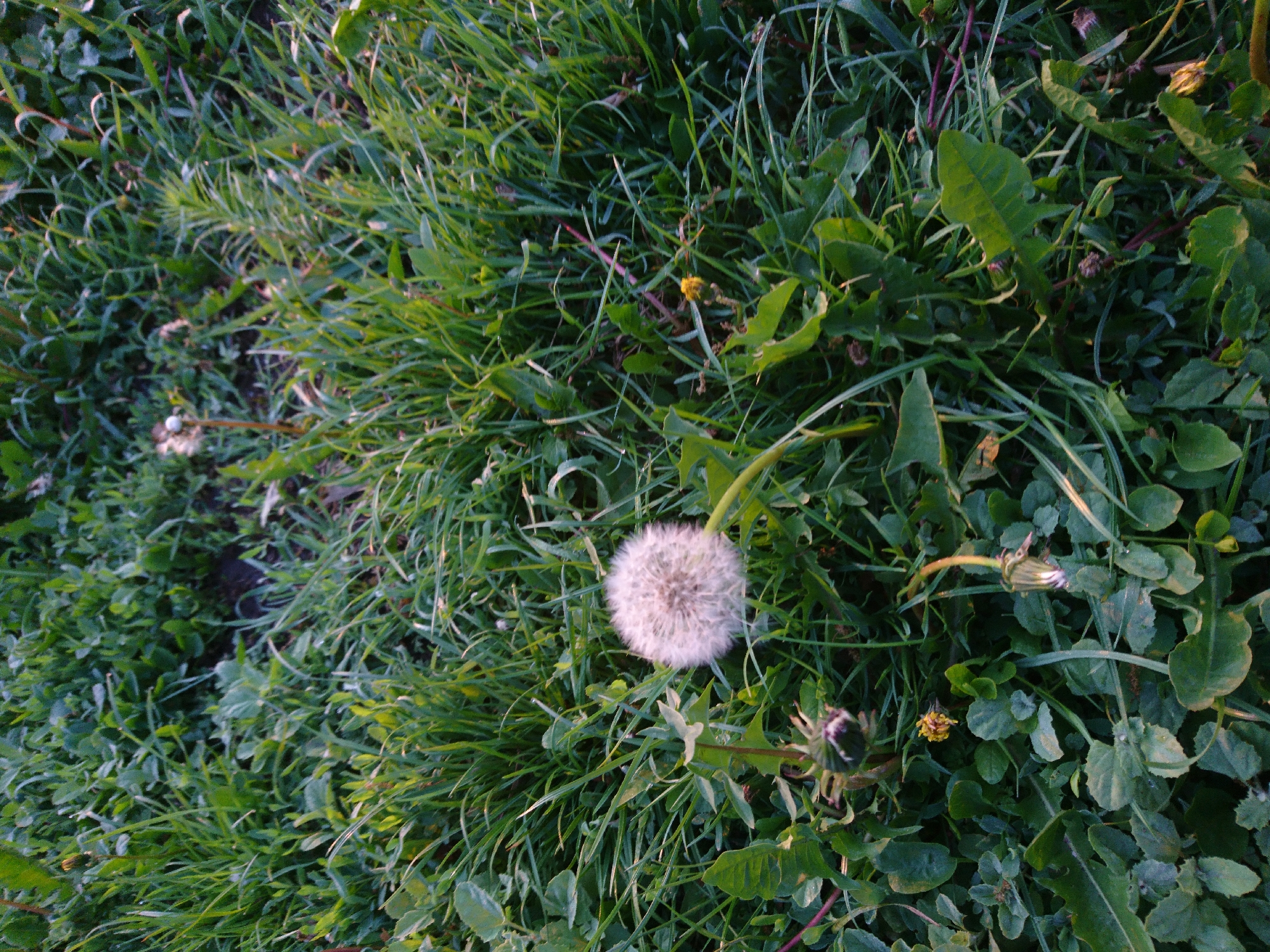 The image shows a patch of grass with dandelions in the city of Unknown, Unknown. A single, mature dandelion seed head is visible in the center of the frame, surrounded by blades of grass and other green leafy plants. There are also some closed and yellow dandelions visible. The lighting is natural, with some areas appearing brighter than others. The image appears to have been taken at ground level.