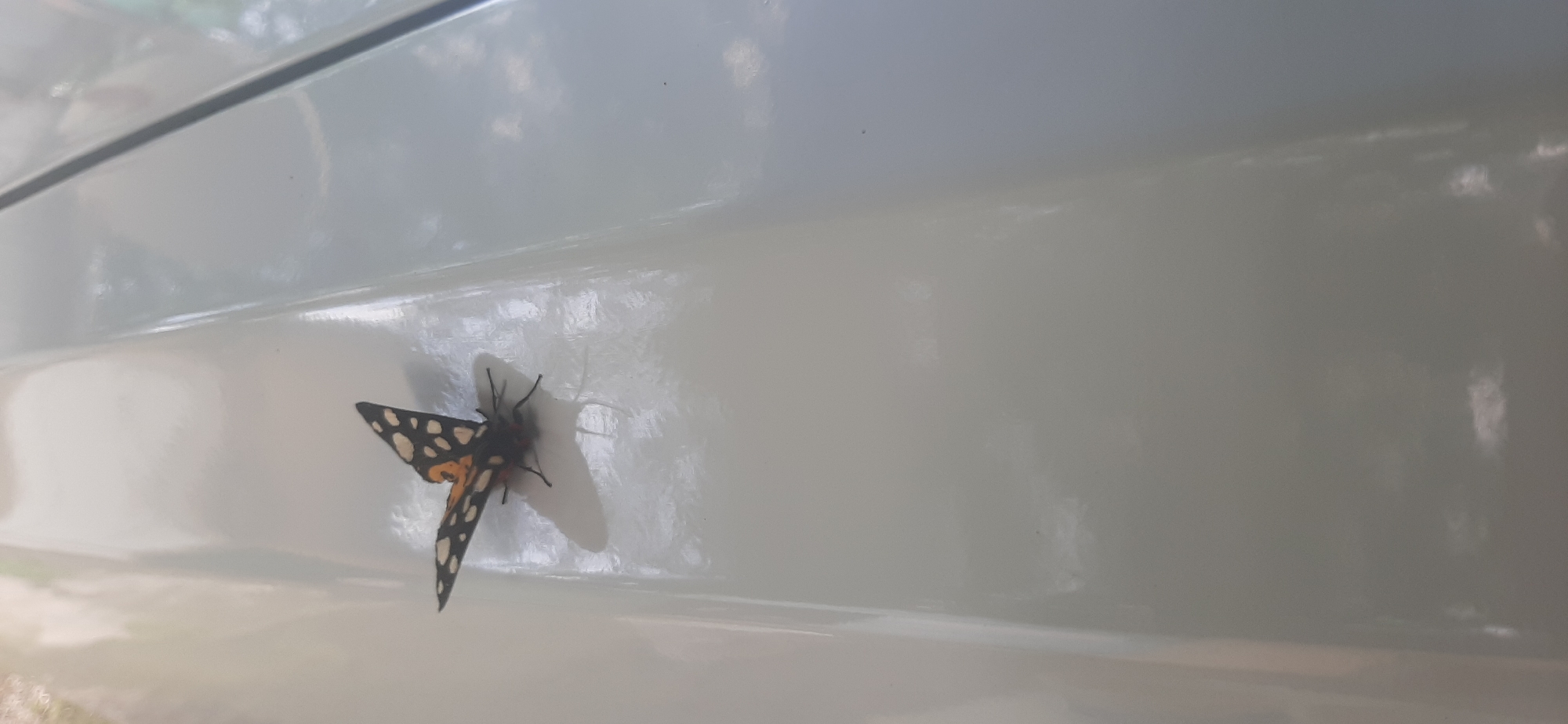 A black and orange butterfly with white spots on its wings is perched on a reflective white surface. The butterfly's wings are spread, revealing intricate patterns. A shadow of the butterfly is cast on the surface. The background is out of focus, with hints of green and white suggesting an outdoor environment. The image appears to be taken from a slightly elevated angle, looking down at the butterfly.