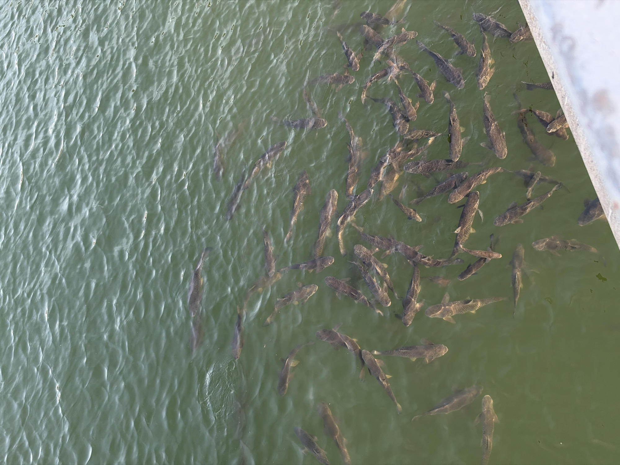 The image shows a view from above of a body of water, possibly a lake or river. The water is a murky green color with ripples across the surface. A large group of fish are densely clustered in the right side of the frame, their dark bodies contrasting against the water. Some fish are scattered on the left side. A white, curved object is visible in the top-right corner, likely part of a structure or building. The location of the image is in the city of Unknown, Unknown.