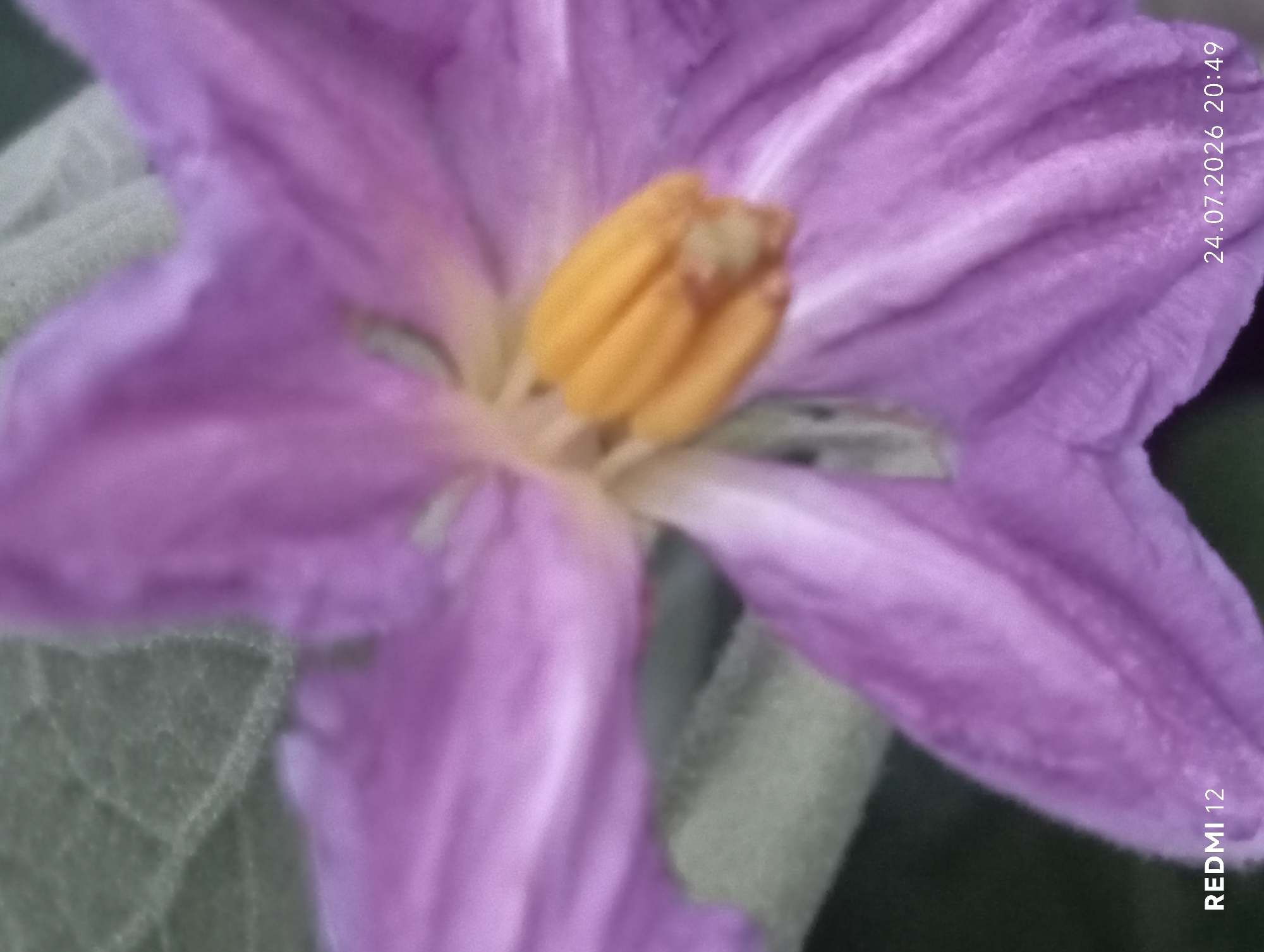 A close-up shot of a purple flower with a yellow center is shown. The flower has five petals with delicate veins. A leaf is visible in the background. The bottom left corner of the image displays the text "REDMI 12", and the bottom right corner shows the date and time "24.07.2026 20:49". The location of Smila, Ukraine is not discernible from the image.