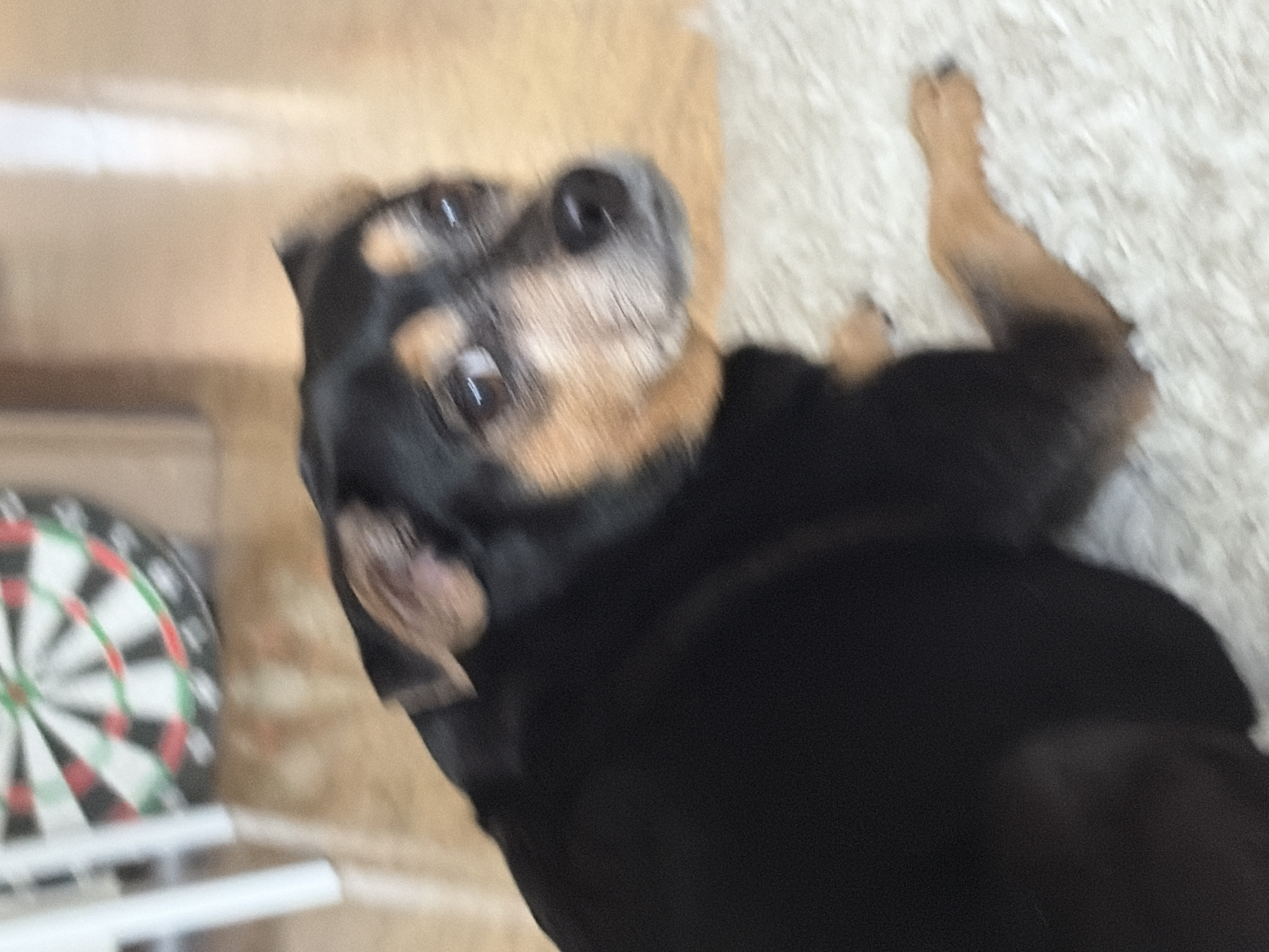 A black and tan dog, possibly a miniature pinscher mix, is lying on a white rug. The dog is facing to the right, with its head turned to look over its left shoulder towards the camera. Its eyes are brown and appear alert. The dog's fur is short and smooth. In the background, a dartboard with red, green, and black sections is visible on a wall. The floor appears to be light-colored wood. The image is slightly blurry, suggesting movement. There are no people present in the image. The image does not provide enough information to determine its location in the city of Chelyabinsk, Russia.