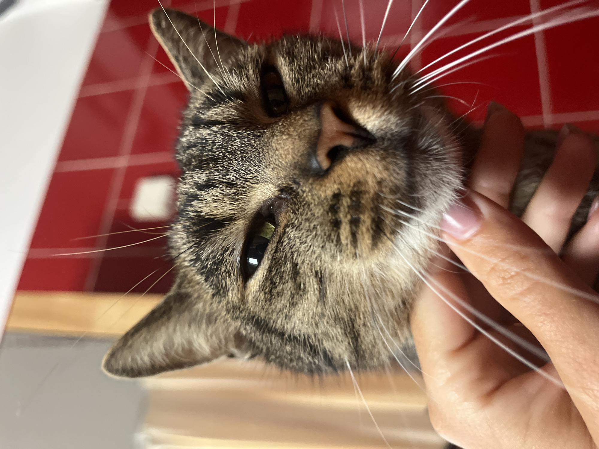 A close-up, low-angle shot captures the face of a tabby cat in what appears to be a domestic indoor setting. The cat's head is held by a person's hand, visible at the bottom of the frame, with the fingernails painted a light pink. The cat's fur is a mix of brown and black tabby stripes, with prominent white whiskers. The cat's eyes are partially closed, and its nose is a dusty rose color. Behind the cat, a wall tiled in red squares is visible, suggesting a kitchen or bathroom. To the left of the cat's head, a blurred background of vertical blinds or curtains in a light tan color can be seen. The lighting is bright, highlighting the textures of the cat's fur and the tiled wall. The image does not provide any specific visual cues to indicate its location within Šušanj, Montenegro.