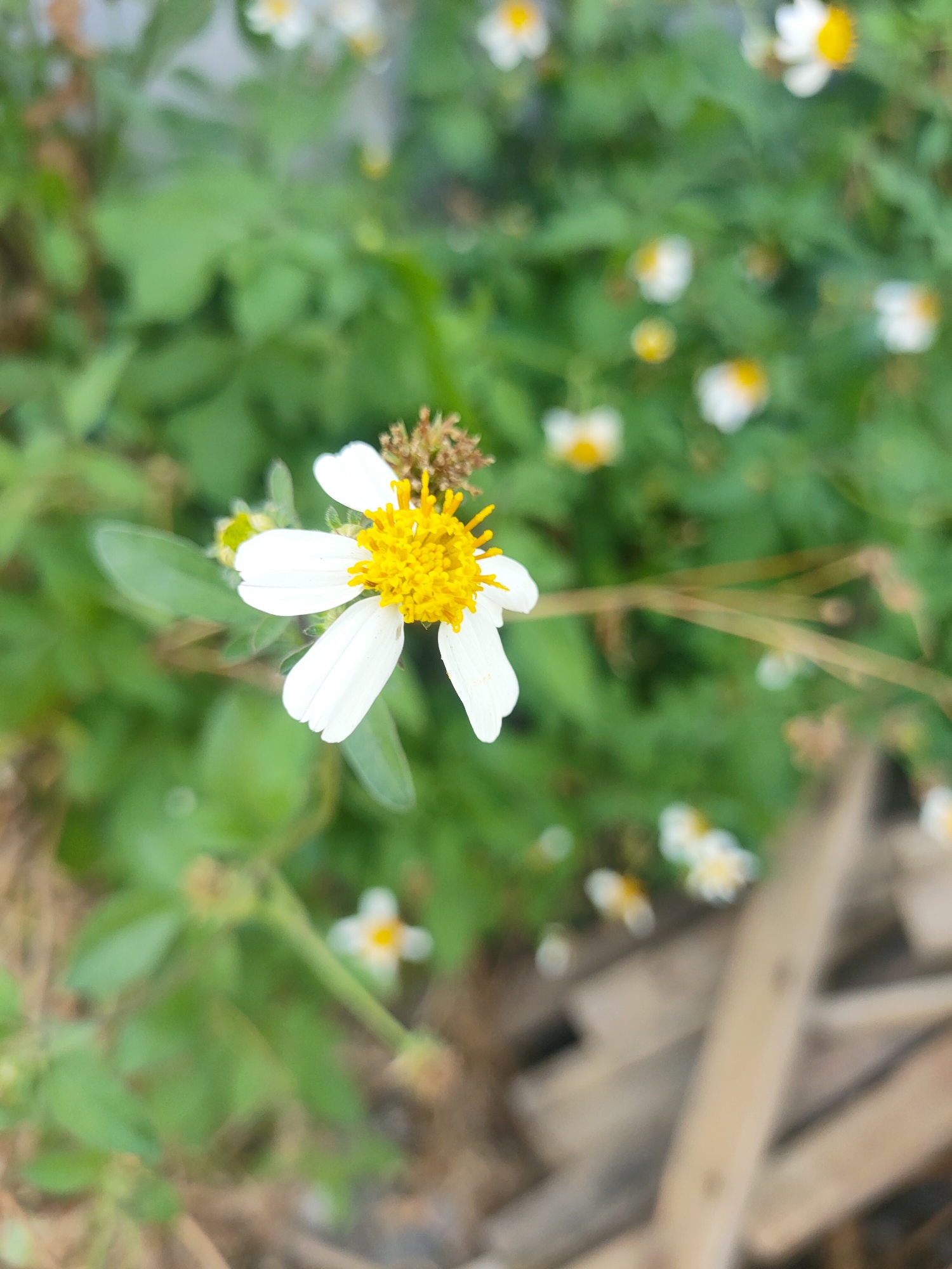 This image shows a close-up of a white and yellow flower with green foliage in the background. The flower is in focus, with its white petals and bright yellow center clearly visible. The background is blurred, with hints of other flowers and green leaves. The environment appears to be natural, possibly a garden or a park. There are no people or specific objects that would indicate its location within the city of Sooko, Indonesia. The image is a still life photograph focusing on the details of the flower.