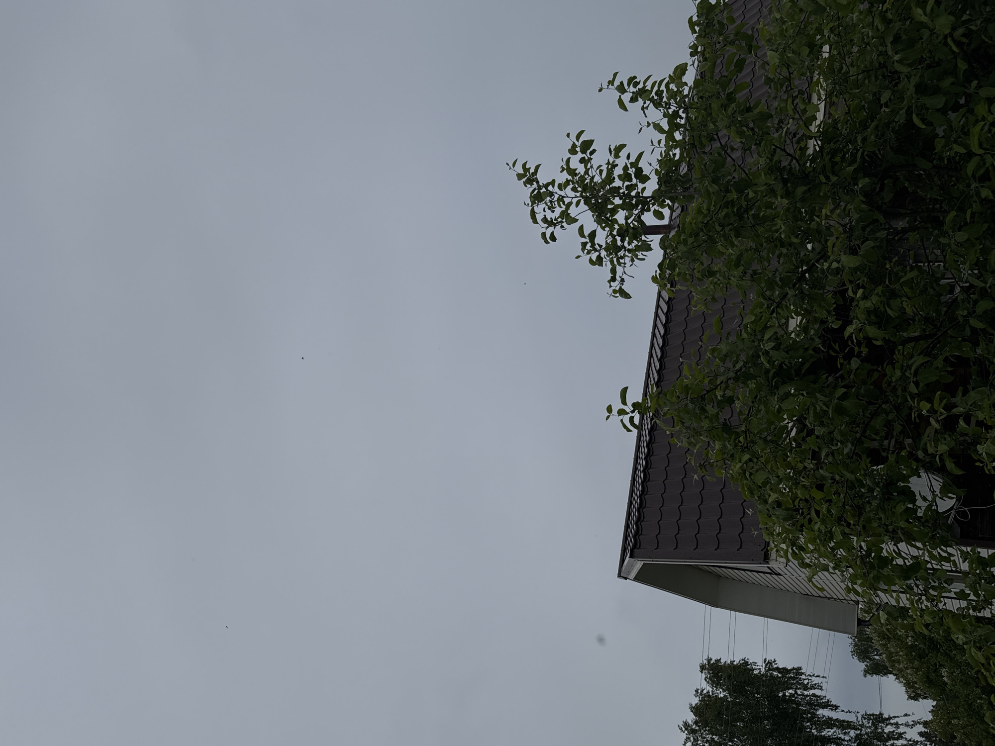 The image, taken with an upward perspective, displays an overcast sky and parts of a building with surrounding foliage. The sky is a uniform, dull gray, indicating an overcast day.
On the right side of the frame, the dark brown tiled roof of a house is prominently featured, with its distinctive scalloped edge tiles. Below the roofline, a light-colored soffit or fascia is visible, followed by a lighter-colored section of the house's exterior, possibly siding. A dense canopy of green leaves and branches from a tree or large bush extends from the right edge, partially obscuring the house and reaching into the sky. Another patch of dark green foliage is visible at the bottom right corner of the frame.
Several thin, dark wires are seen hanging vertically downwards from beneath the eaves of the house. In the expansive gray sky, a few tiny, dark specks are scattered, which could be distant birds, insects, or dust on the camera lens.
The scene depicts a quiet, residential or semi-rural setting under a cloudy sky. The time of day appears to be daytime, but without direct sunlight. There are no people or specific activities taking place. No visible text is present. The location context provided is Бородулино, Russia.