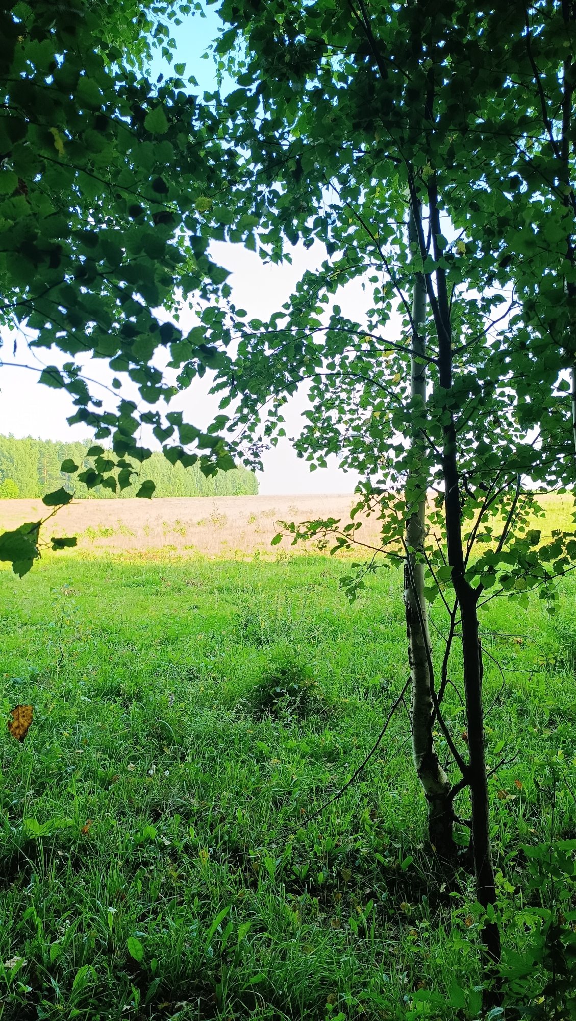 A low-angle, full outdoor shot shows a dense canopy of green leaves obscuring a bright sky. In the foreground, two thin trees with light-colored bark stand close together, with dark branches and green leaves. The ground in front of them is covered in thick, lush green grass, interspersed with some fallen brown leaves. In the midground, a wide, golden field stretches horizontally, appearing to be dry grass or grain. Further in the background, a line of dark green trees forms a solid horizon. The scene is set in a natural environment, likely a field or meadow bordering a wooded area. There are no people or animals visible.