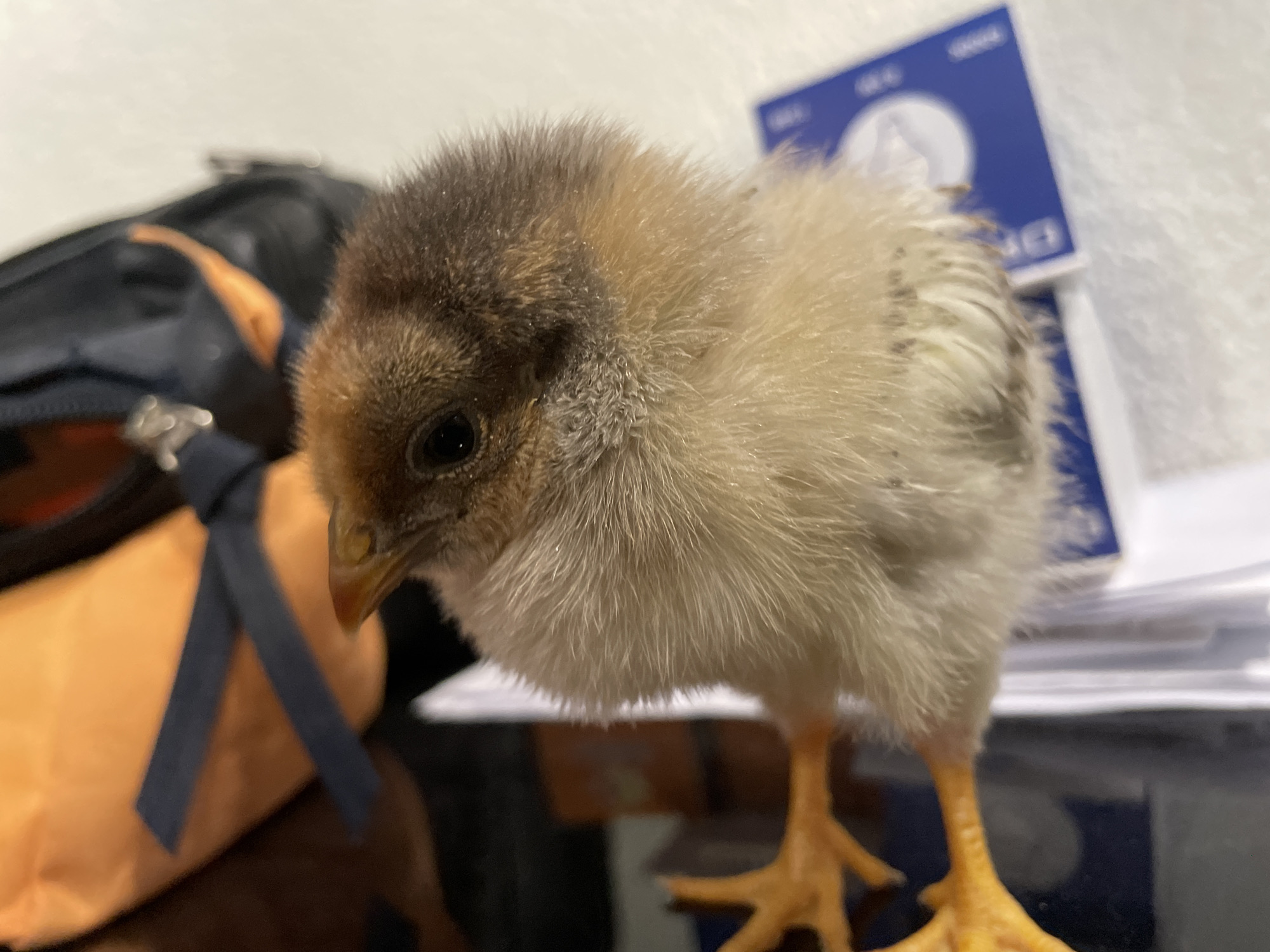 A close-up shot shows a young chick with yellow legs and a mix of brown and light brown feathers, standing on what appears to be a desk. The background includes a blue and white card and a stack of papers. To the left, out of focus, is an orange and black object tied with a dark blue ribbon. The precise location within Zlatograd, Bulgaria is not discernible from this image.