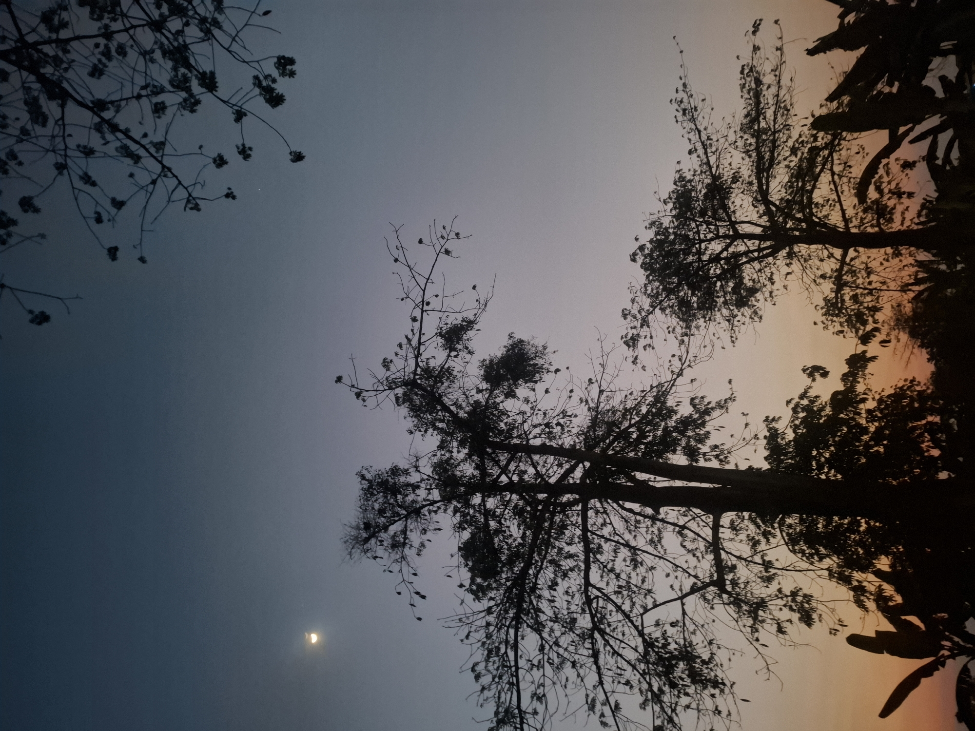 The image captures a serene dusk scene in Brangsi, Indonesia. Silhouettes of trees, including a tall, prominent one with sparse leaves and a smaller one to its right, dominate the foreground. Banana leaves are also visible as dark shapes in the lower portion of the frame. The sky transitions from a deep blue at the top to a soft orange and purple gradient near the horizon. A sliver of the moon is visible in the upper left quadrant of the sky, alongside a small, faint star. The branches of another tree extend from the top right corner, adding to the natural silhouette against the twilight sky. No people or discernible human activity are present in the image.