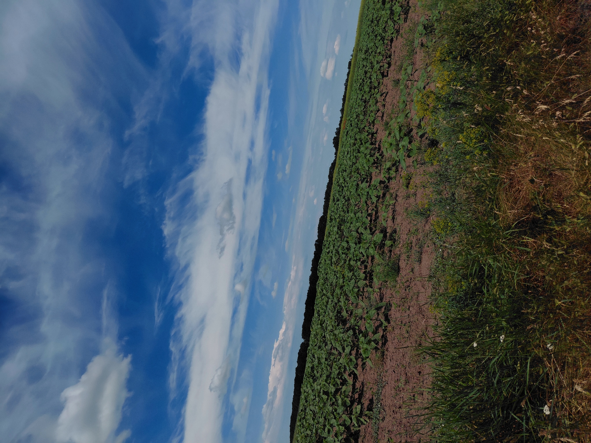 A wide-angle, eye-level shot captures a vast field of young green plants, likely sunflowers, stretching across rolling terrain under a bright blue sky filled with wispy white clouds. The field is situated in Ustyvytsia, Ukraine. The soil is a reddish-brown, and the plants are evenly spaced in neat rows, indicating agricultural cultivation. In the foreground, tall green grass and wildflowers grow along the edge of the field. A dark line of trees forms the horizon in the distance. The lighting suggests it is daytime, possibly late morning or early afternoon. No people or animals are visible in the frame.