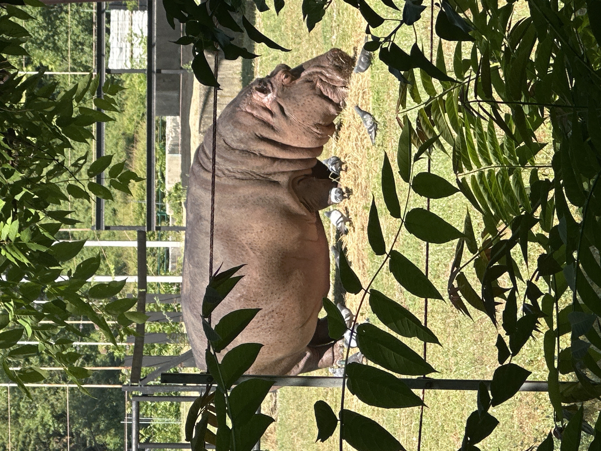 A hippopotamus is seen from the side, partially obscured by foreground foliage. The hippopotamus is in an outdoor enclosure with a grassy floor, and several pigeons are walking on the ground around its legs. In the background, there is fencing and some trees. The image appears to have been taken in the Sofia Zoo in Sofia, Bulgaria.