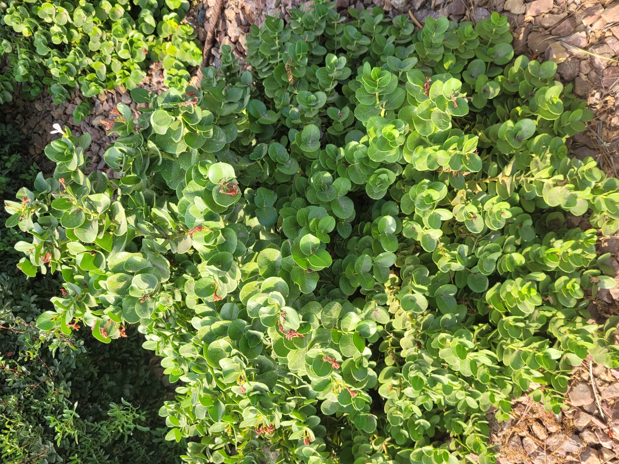 The image shows a dense, green, leafy shrub with small, reddish-brown flowers and a single white flower visible. The shrub is growing amongst dark brown and gray gravel, with some dry, brown plant debris on the ground. In the background, another, darker green, leafy plant is visible. The scene appears to be an outdoor landscaped area, likely in a city like Limassol, Cyprus, given the dry, rocky ground and the type of vegetation that thrives in Mediterranean climates. No people or animals are present in the image.