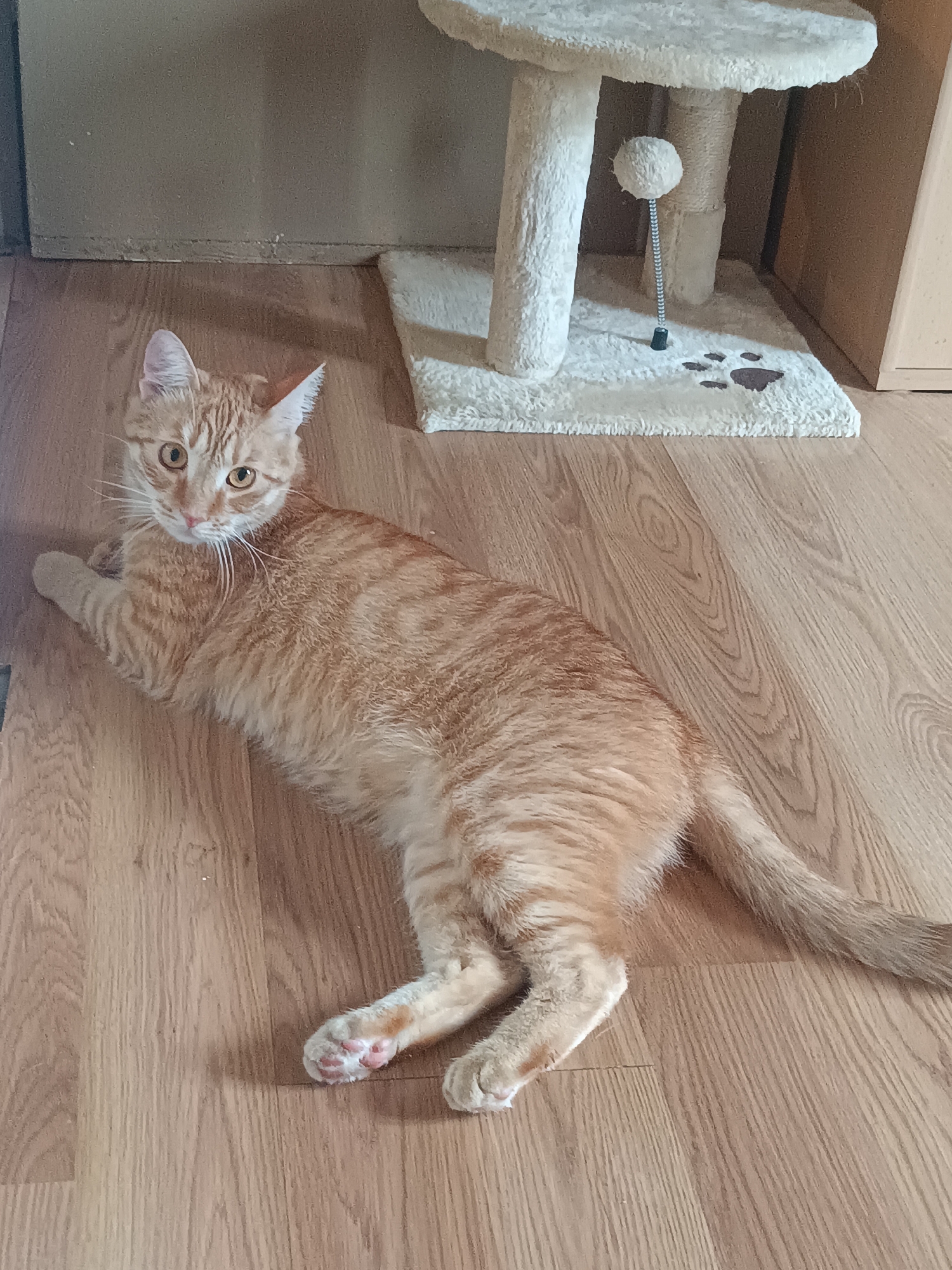 An orange tabby cat is lying on a light-colored wooden floor, facing towards the camera. The cat is looking directly at the viewer with wide, alert eyes. To the right of the cat, partially visible, is a light-colored cat tree with a plush platform and a dangling toy. The background consists of a wall and a piece of furniture. The scene appears to be indoors, in a domestic setting. There is no information to suggest this location is in Riga, Latvia.