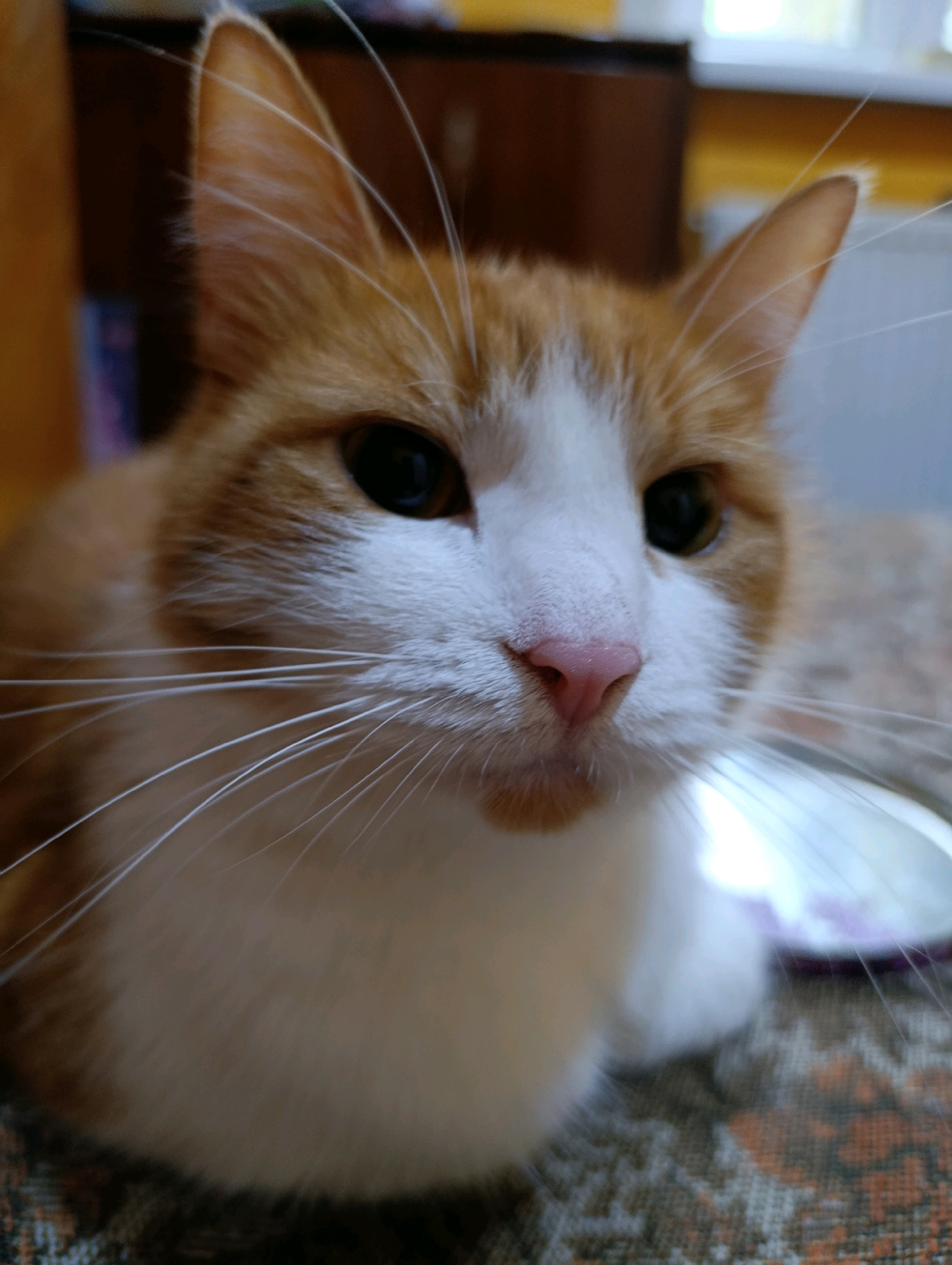 A close-up, eye-level, medium shot captures the face of an orange and white domestic cat indoors. The cat's gaze is directed slightly to the right of the viewer, with its head tilted slightly upwards. The focus is sharp on the cat's face, highlighting its pink nose, dark eyes, and long white whiskers. Its ears are erect and alert. The background is softly blurred, revealing hints of a wooden piece of furniture and a window with natural light. The cat is positioned on a patterned surface that appears to be a rug or carpet. There are no people present in the image, and no specific location in Cherkasy, Ukraine is identifiable.