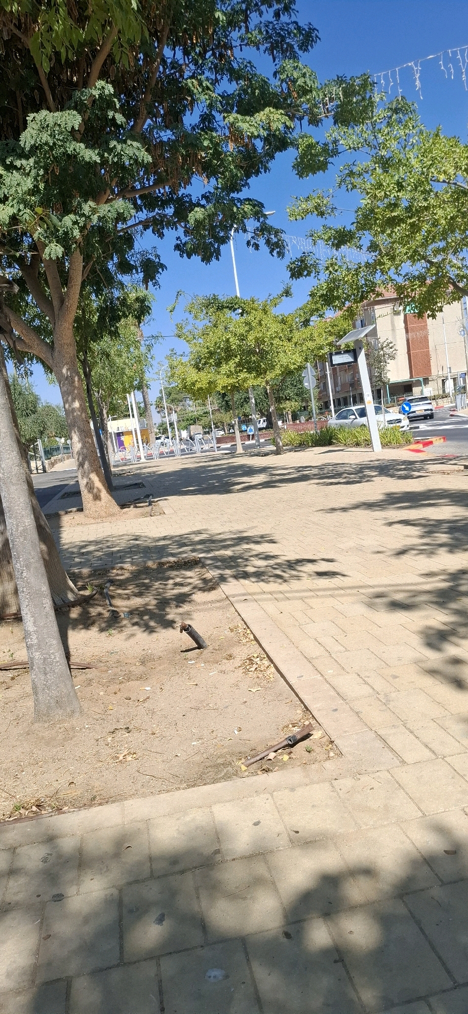The image depicts a sun-drenched urban scene, likely in Yerocham, Israel. A paved walkway, composed of light-colored rectangular bricks, dominates the foreground, with dappled shadows from overhead trees cast upon it. To the left, the rough bark of a large tree trunk is visible, along with its branches and foliage. The ground adjacent to the walkway is sandy and sparsely vegetated, with several pieces of dark-colored piping protruding from the soil. In the middle ground, more trees with lush green leaves line a street. A row of bicycle racks stands near the curb, with several bicycles present. Further back, a multi-story brick building with windows and a modern facade is visible. A street with cars and traffic signals is also present, indicating a public thoroughfare. The sky above is a clear, bright blue.