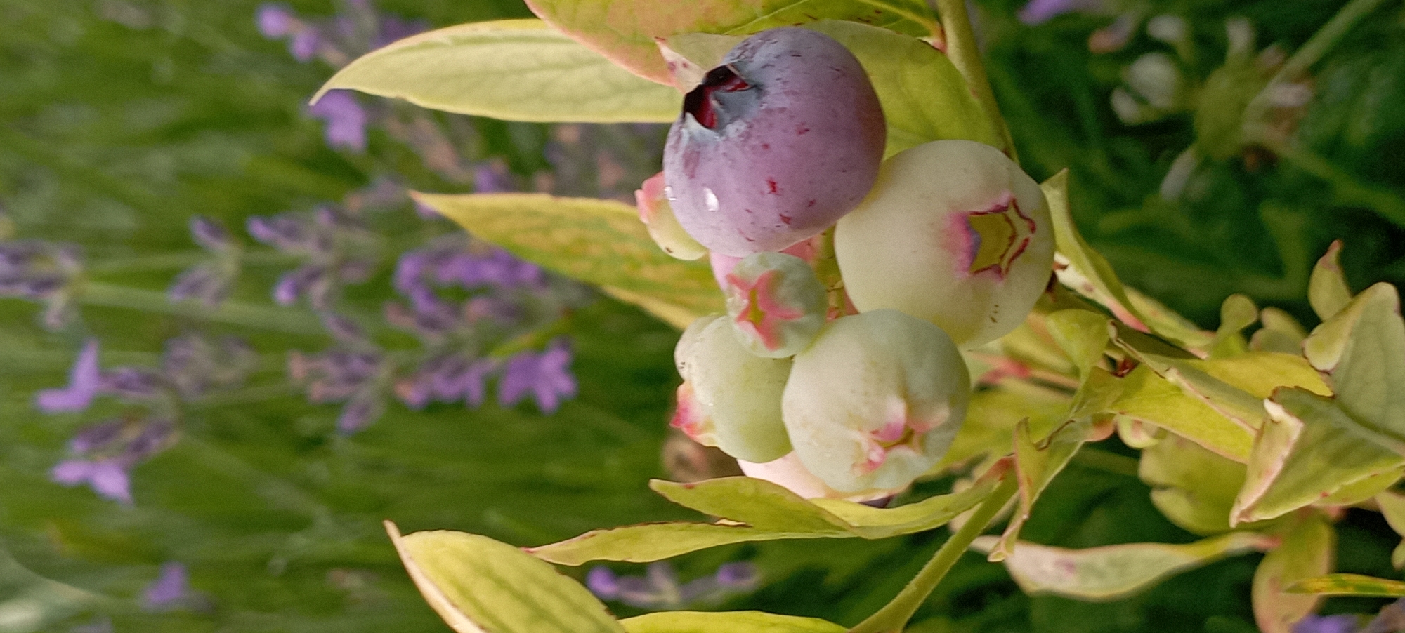 In Radisne, Ukraine, a close-up, vertical photograph captures a cluster of unripe and ripe blueberries on a branch. The background is softly blurred, showcasing green foliage and faint purple lavender blossoms. Several blueberries are pale green, some with hints of pink at their tips, while others are beginning to ripen to a purple hue. One fully ripe blueberry on the right exhibits a deep purple color with a dark, almost black cap and a small water droplet on its surface. The leaves of the blueberry plant are a vibrant green with yellow and pinkish edges, some appearing slightly curled. The lighting suggests it may be daytime, possibly with diffused sunlight.