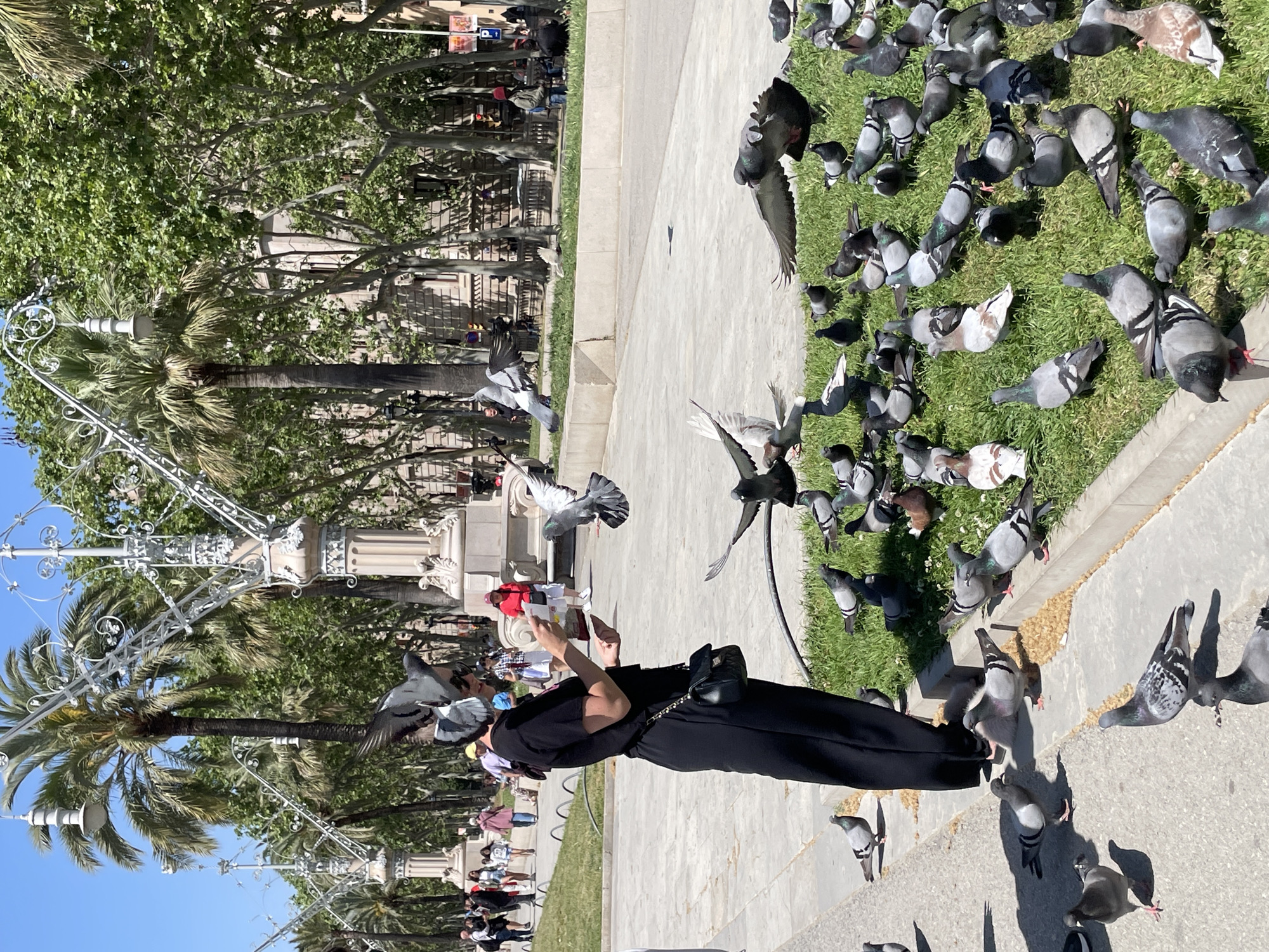 The image captures a bustling outdoor scene in a city park, likely in Barcelona, Spain, under a bright, clear blue sky. The main subject is a person, seen from behind, wearing black clothing (pants and t-shirt) and a black shoulder bag. They have a white face mask pulled down to their chin and are actively engaging with a large flock of pigeons gathered around them on a paved walkway and adjacent grassy area.
Numerous pigeons of varying grey, white, and brown plumage dominate the foreground and midground, some perched on the grass, others pecking at feed on the pavement, and several captured in mid-flight around the person. The park features lush green grass, light-colored paved paths, and a line of tall palm trees and other deciduous trees. Ornate white metal architectural elements, possibly streetlights or decorative railings, are prominent on the left side of the frame. In the background, other pedestrians can be seen walking and sitting, and parts of traditional-looking buildings are visible through the trees. Strong sunlight casts clear shadows, indicating it is midday or early afternoon. No readable text is visible.