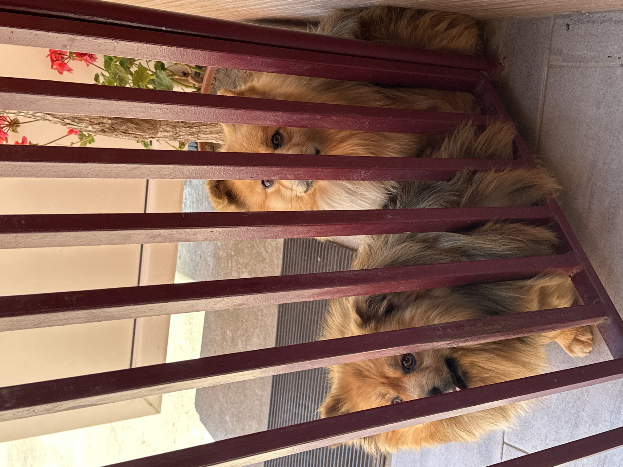 Two tan-colored dogs are partially visible through a maroon-colored metal gate. The dogs are positioned one above the other, with their faces peering through the horizontal bars. A potted plant with red flowers is visible behind the gate on the upper left. The ground visible through the gate is tiled in gray and includes a ribbed doormat. The location is likely outdoors, based on the natural lighting and the presence of tiles and a doormat.