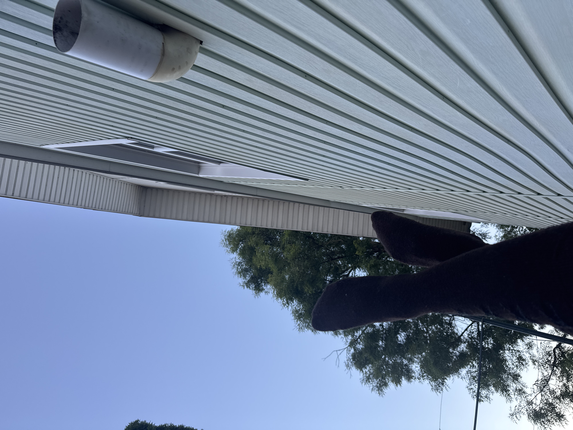 The image shows a person's legs and feet, clad in dark socks, extending upwards against a clear blue sky. To the right, a light green vinyl-sided house is visible, featuring a window and a vent pipe protruding from the wall. A large tree with green foliage is situated behind the legs, also against the sky. The perspective is from below, looking up. The scene is an outdoor environment, likely in a residential area. The specific location in Vesyoloye, Russia cannot be determined from the image alone.