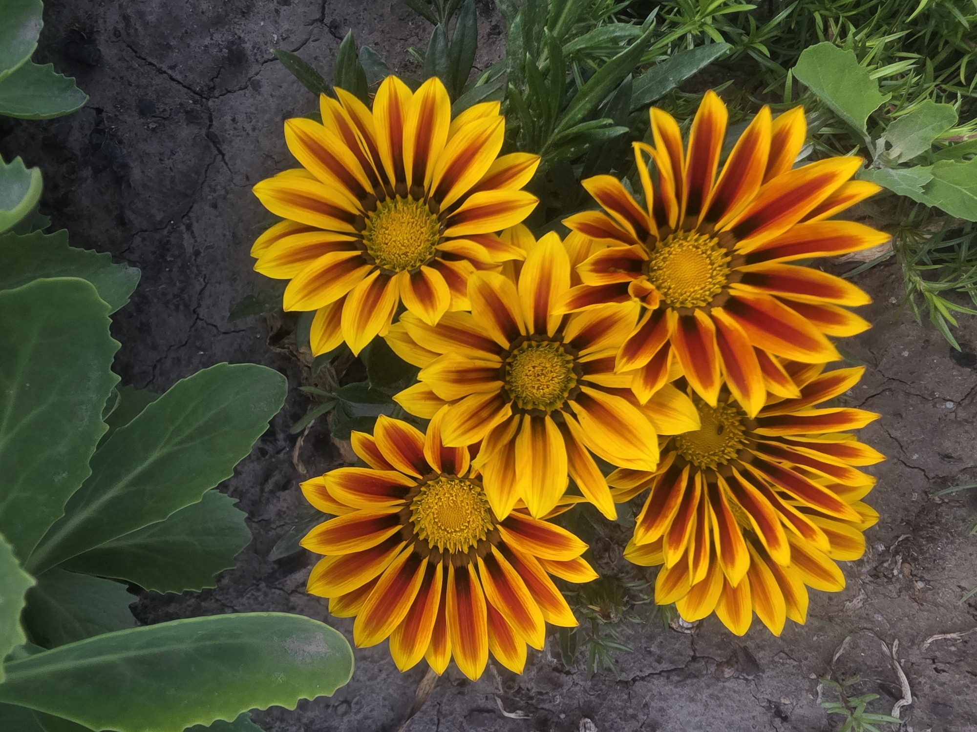 Five gazania flowers with yellow and red striped petals are arranged on dry, cracked soil. Green foliage frames the top and right sides of the image. The flowers are in various stages of bloom, with their centers clearly visible. This scene is not specific to any particular city in Bila Tserkva, Ukraine, as it is a general outdoor setting.