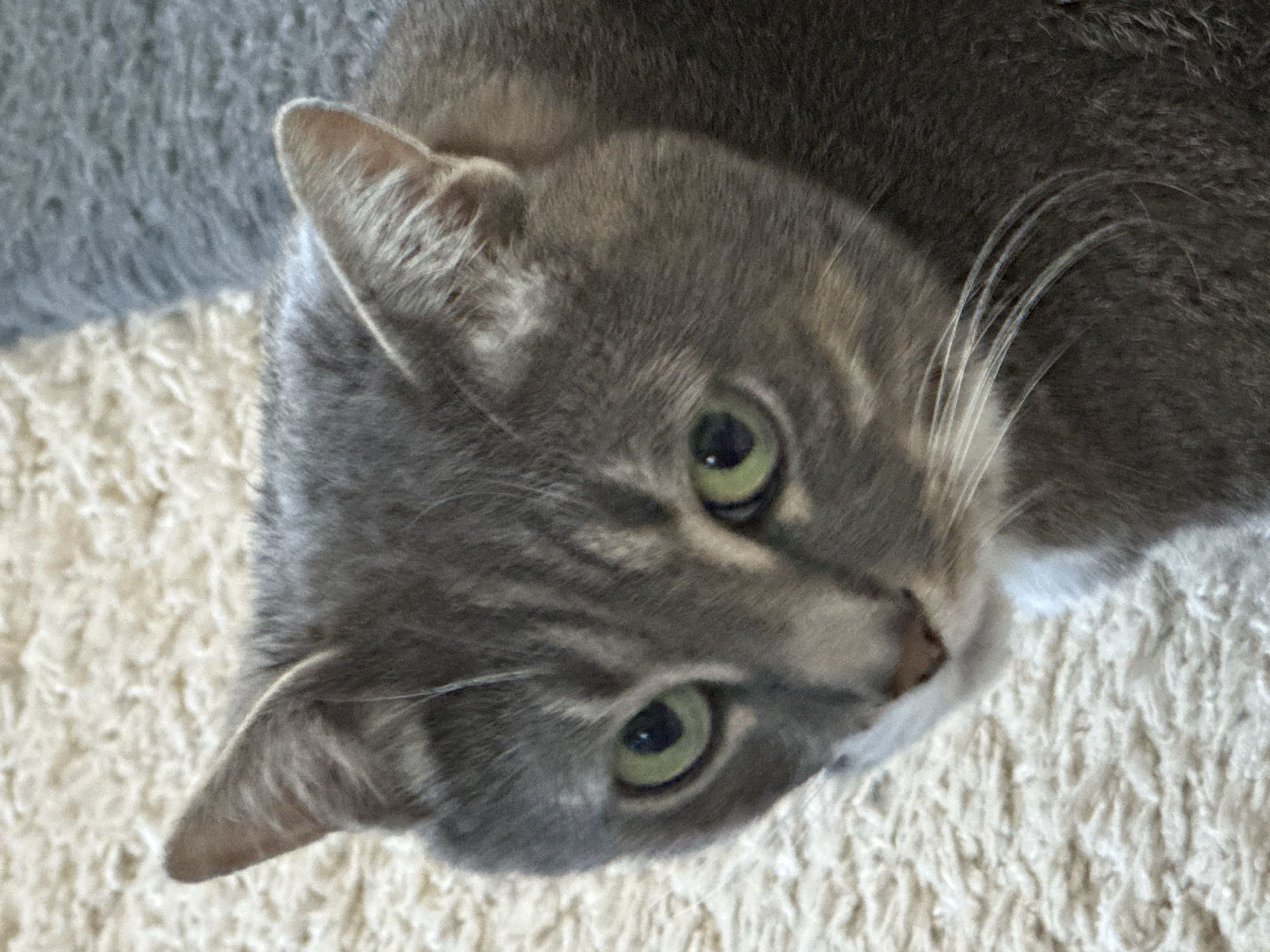 A close-up, eye-level shot shows a domestic shorthair cat with gray tabby markings and bright green eyes looking to the left. The cat's face is in focus, with whiskers visible on its snout. The background consists of a shaggy, cream-colored carpet and a blurred area of gray fabric. The lighting suggests an indoor setting.