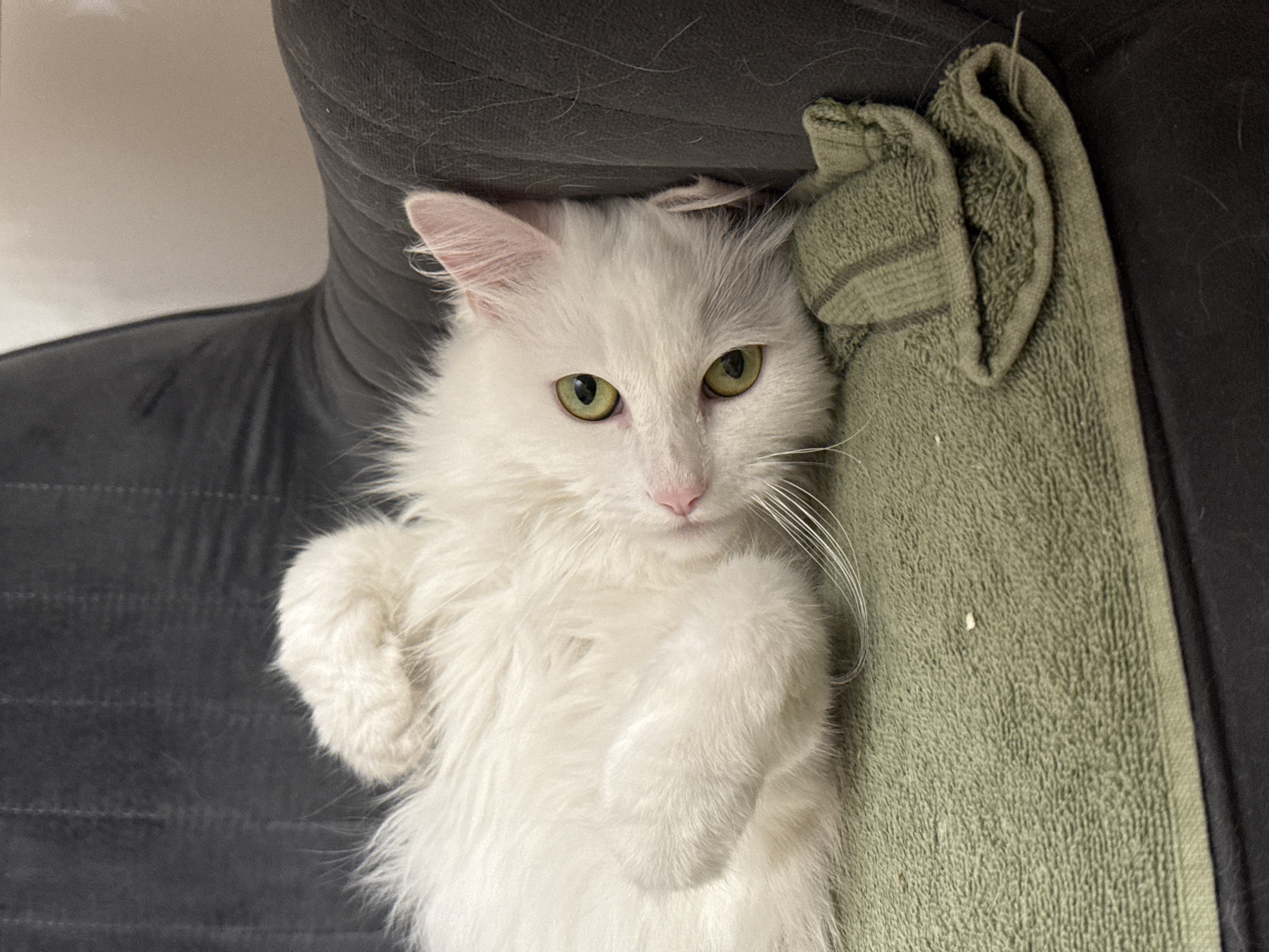 A fluffy white cat with green eyes is lying on its back on a green towel, which is placed on a dark gray chair. The cat's paws are in the air, and its body is relaxed. The background is dark and out of focus, with a hint of a light-colored wall. The scene appears to be indoors, possibly in a home environment. There is no indication of the cat's location within a city or specific geographical area.