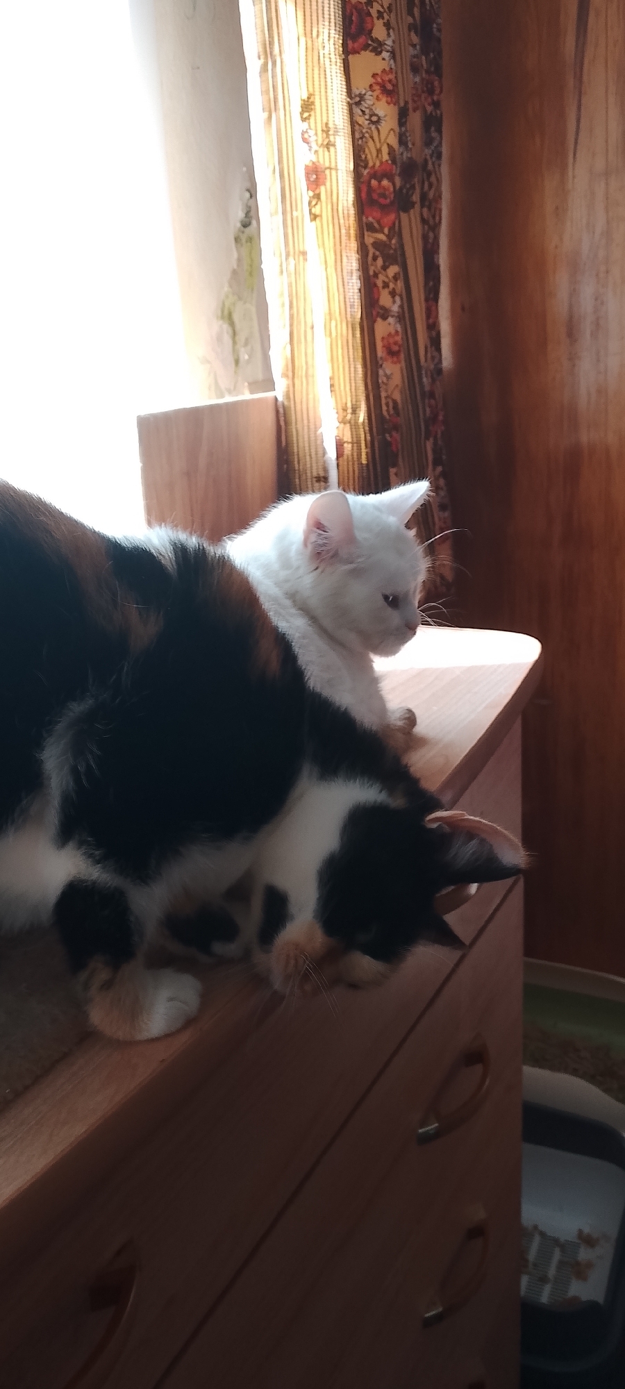 Two domestic cats are on top of a wooden dresser. In the foreground, a calico cat with black, white, and orange markings is curled up, with its head down. Behind it, a white cat with blue eyes is looking to the right. The dresser has two drawers with handles. Behind the cats is a window with vertical striped curtains. A wall is visible to the left of the window. The scene is indoors, likely in a residential setting.