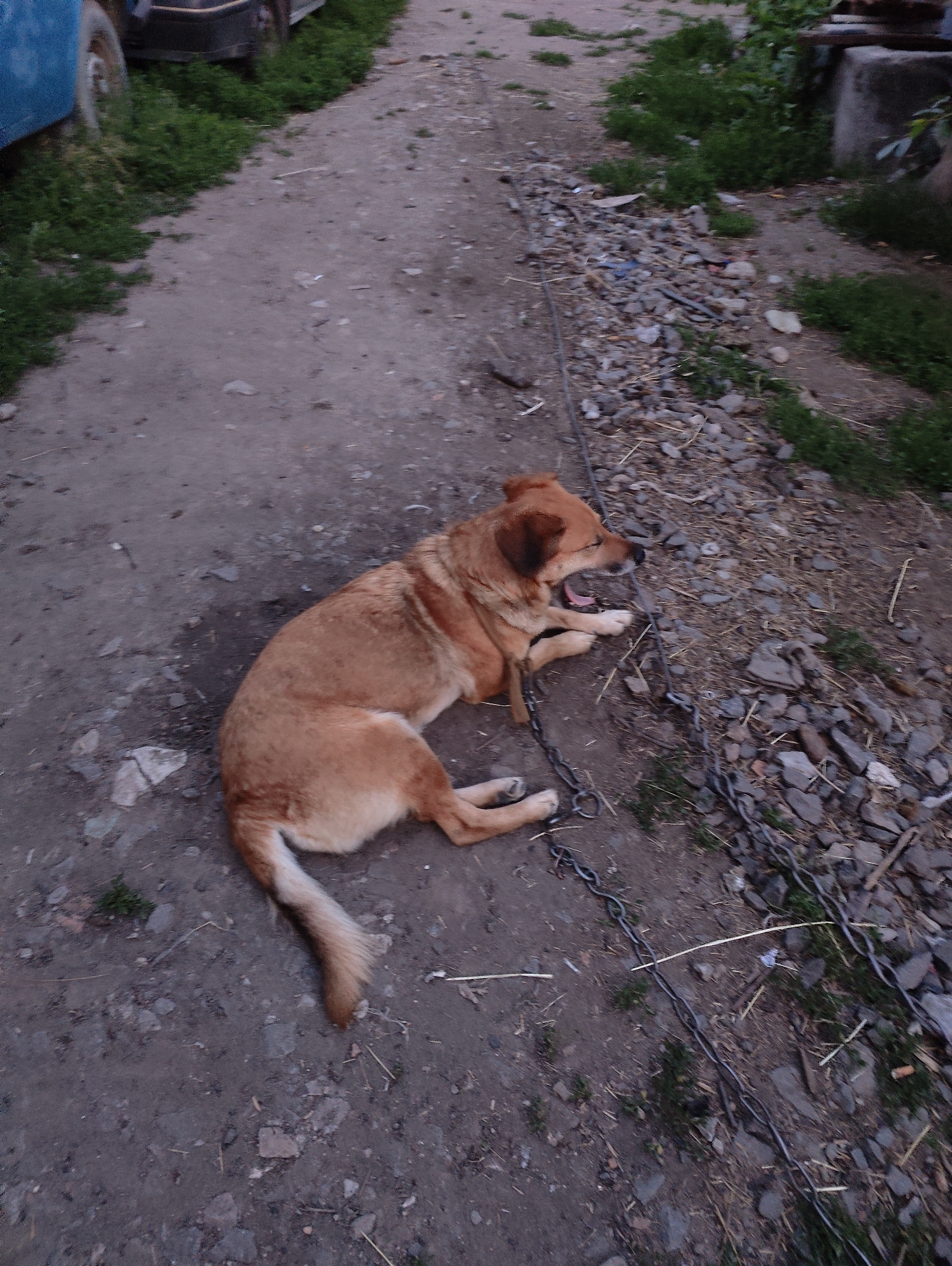 A medium-sized, tan-colored dog is lying on a dirt path. The dog's mouth is open, and it appears to be yawning. A metal chain is wrapped around the dog's neck and extends to the right side of the frame. The path is covered in loose dirt, gravel, and some dry grass. To the left of the path, a portion of a blue vehicle is visible. In the background, there is more vegetation and what appears to be concrete structures. This scene is located in Yarmolyntsi, Ukraine.