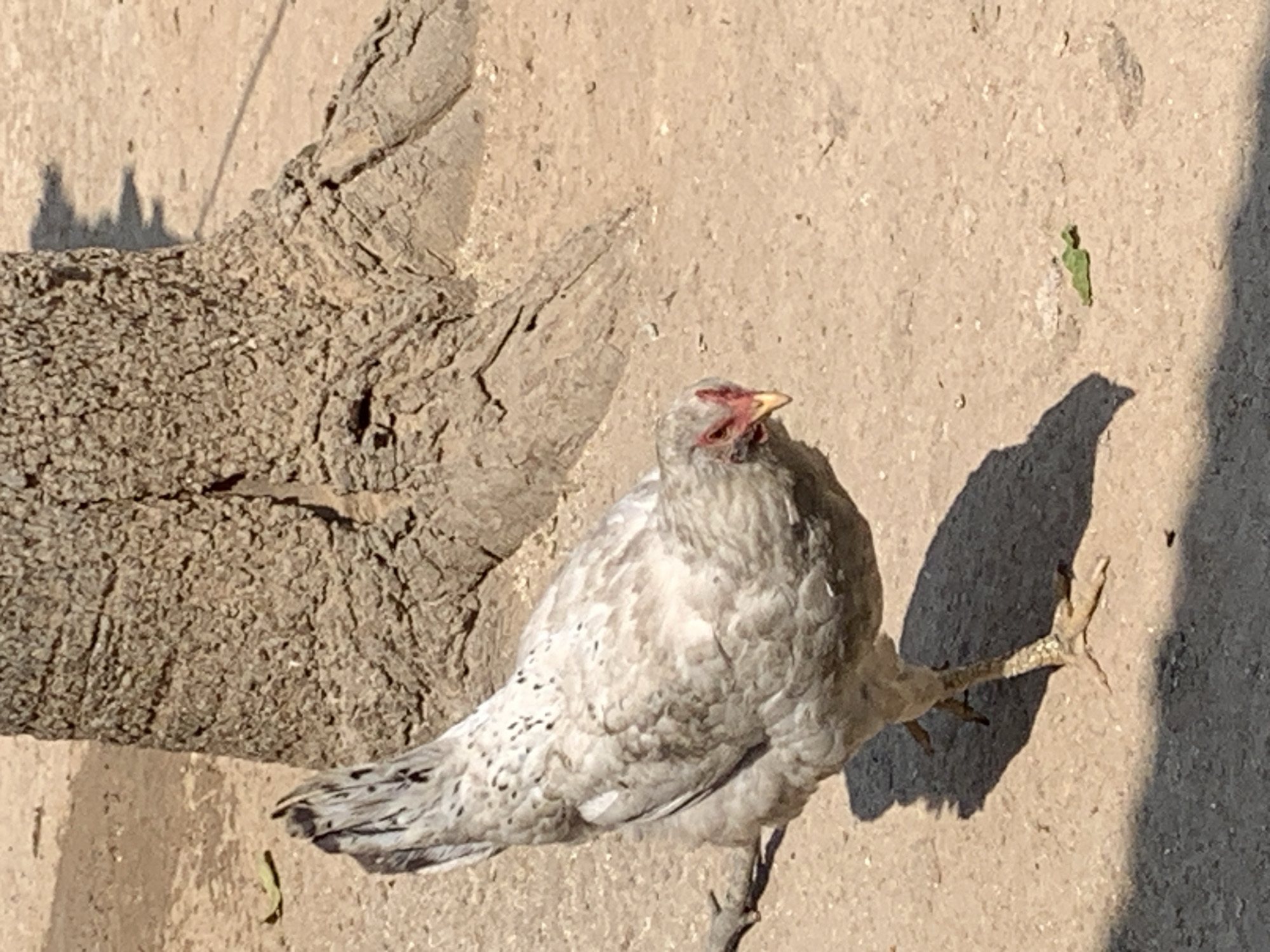 A light-colored hen with speckles of black on its feathers stands on a sandy ground in front of a large tree trunk in Dodoma, Tanzania. The hen is facing the right of the frame and is looking down at the ground. Its comb and wattles are red, and its beak is yellow. The tree trunk is rough and textured, with visible roots spreading out. The ground is dry and dusty, with a few scattered leaves. Sunlight casts a shadow of the hen and the tree onto the ground.
