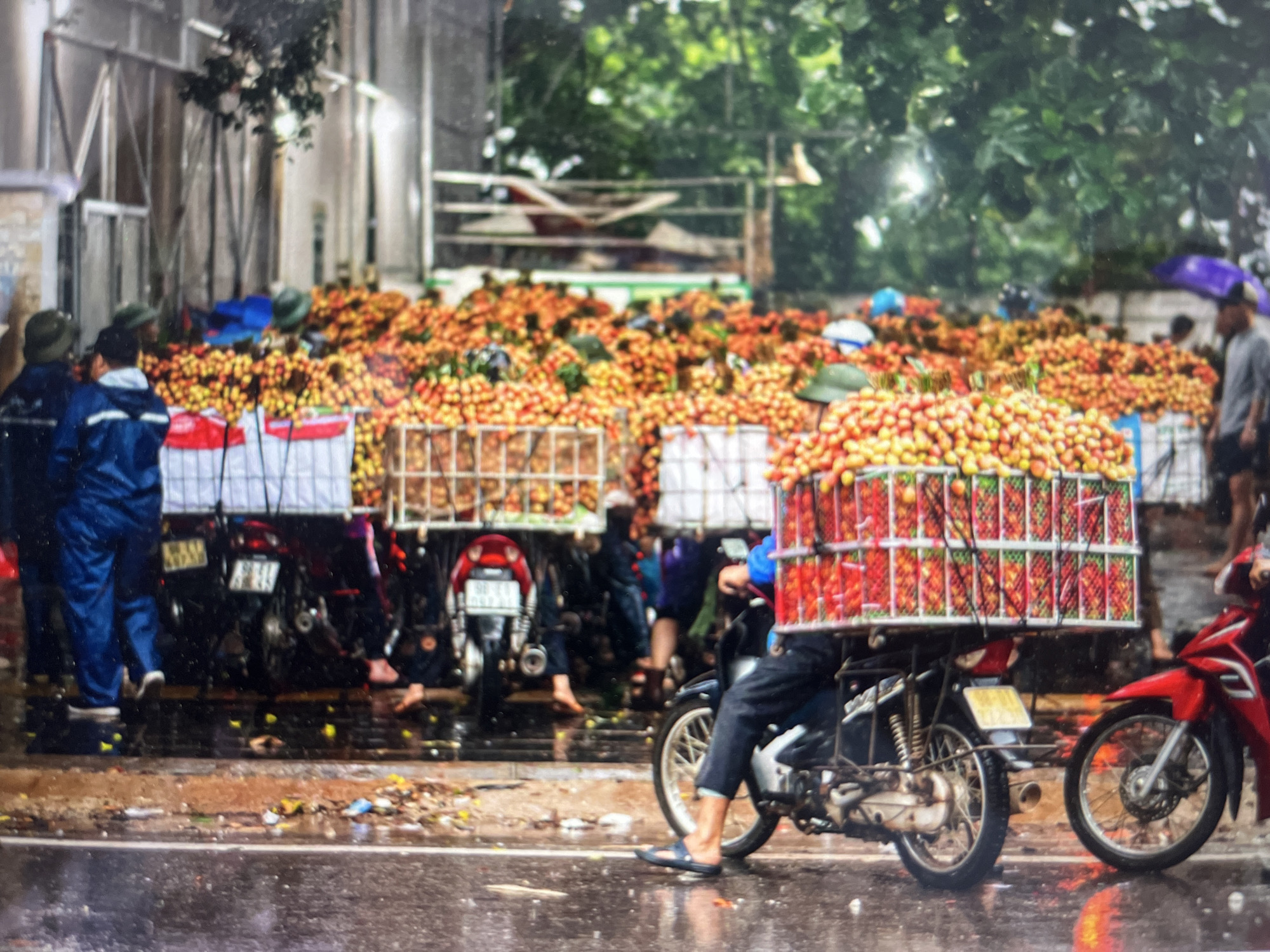 The image shows a street scene, apparently in Bac Nha Trang Ward, Vietnam. A large quantity of what appear to be lychees is visible, filling baskets on the back of multiple parked motorbikes. People, some wearing green hats and blue jackets, stand near the bikes. A person on a motorbike is driving with a crate full of lychees as well. The street surface is wet, suggesting recent rain. More motorcycles are parked along the street. Buildings are in the background, some with glass windows. Trees are also visible in the background.