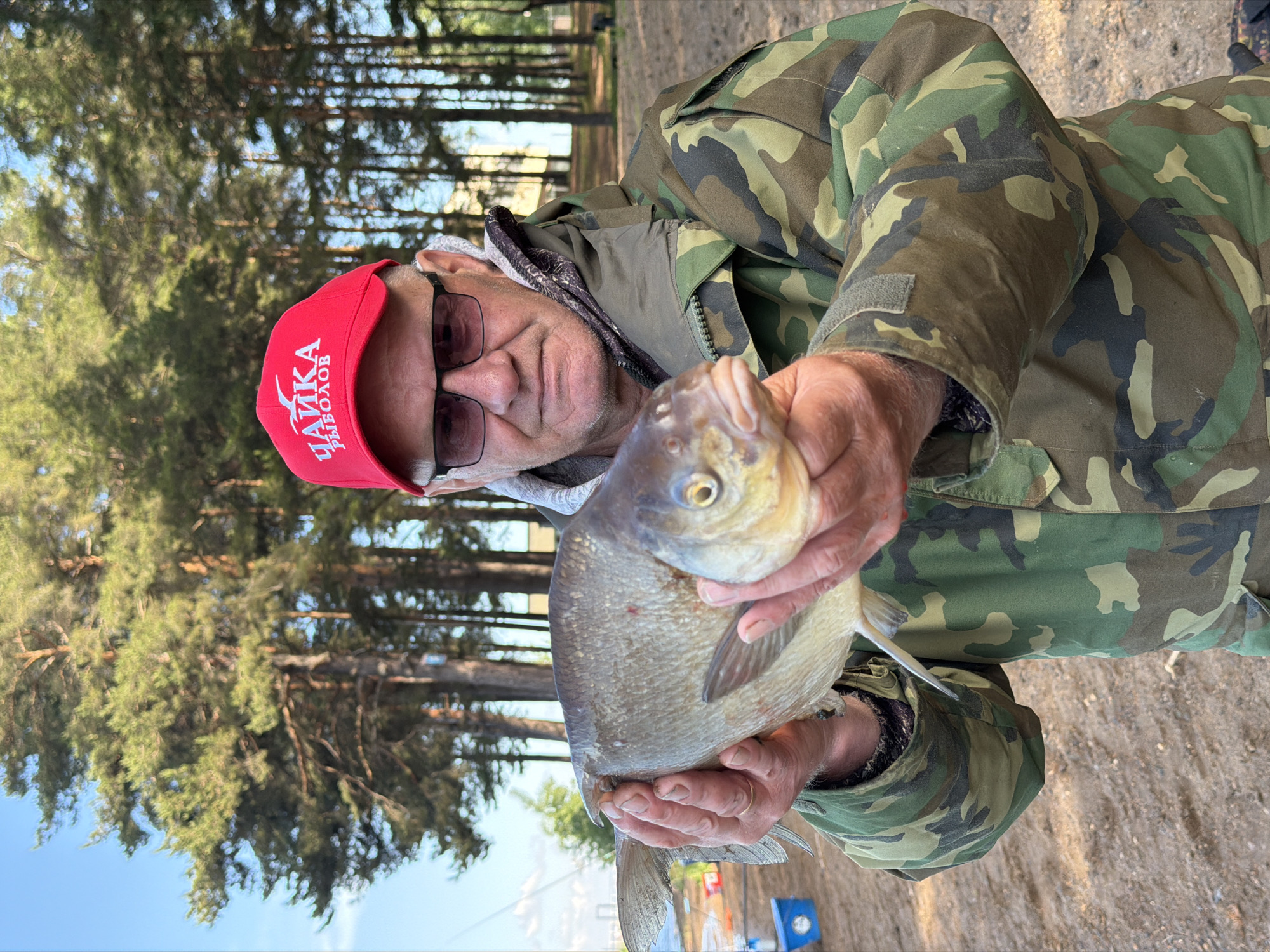 A man, likely a fisherman, is depicted outdoors, holding a fish he has caught. He is an older male with a light complexion, wearing dark sunglasses and a red baseball cap. The cap prominently displays Russian text: "ЧАЙКА" (Chayka/Seagull) above "РЫБОЛОВ" (Rybolov/Fisherman). He has a content, smiling expression. The man is dressed in a camouflage pattern jacket, characteristic of outdoor or hunting/fishing gear.
He cradles a medium-sized, silvery-gray fish with both hands, presenting it towards the viewer. The fish has distinctive large, golden-rimmed eyes and a somewhat flattened, rounded body, resembling a bream or similar freshwater species. A gold band is visible on the ring finger of his left hand.
The background features numerous tall, slender coniferous trees, likely pines, under a clear blue sky, suggesting a forest or treelined area adjacent to water. The ground visible is sandy or dirt. The overall scene captures a moment of pride during a fishing trip, occurring during daylight hours, possibly morning or late afternoon, in a natural, outdoor setting, consistent with the Chaikovsky, Russia location context.