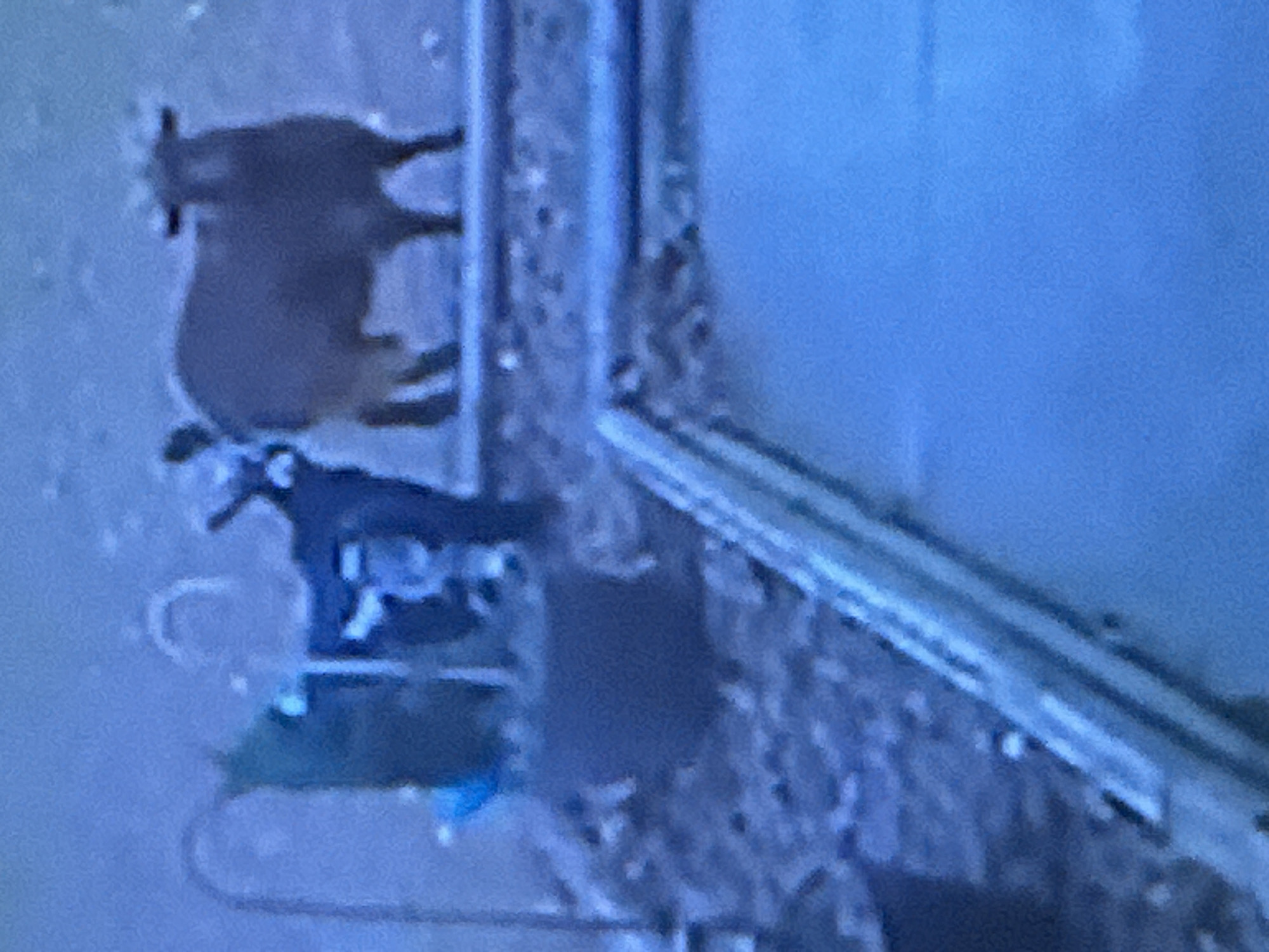 The image captures a blurry, outdoor scene with two farm animals. On the left, a dark-colored goat is standing. To its right, a larger, brown sheep is positioned. The animals are in an outdoor environment, possibly a farm or a yard, with some greenery or debris visible on the ground. A portion of a blue, possibly paved, surface is in the foreground, suggesting it might be a patio or a pool area. The overall lighting is dim, and the image has a grainy quality.