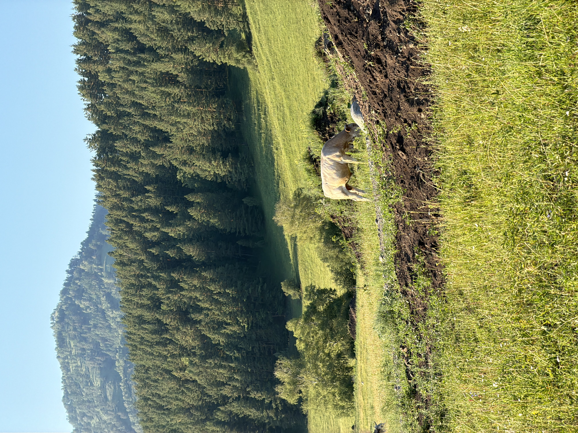 A light-colored sheep stands in a grassy field next to a row of dark soil. The sheep is facing to the left and its head is down. Behind the sheep, the field slopes upwards and is covered in lush green grass. Further in the background, a dense forest of tall evergreen trees covers a hillside. The sky is a clear, light blue. To the right of the sheep, the terrain is rougher, with more soil and rocks visible, and the grass is sparser. The sun appears to be casting long shadows, suggesting it is either early morning or late afternoon. The overall scene depicts a pastoral landscape with a lone sheep grazing on a sunny day in a mountainous or hilly region. No people are visible in the image, and there is no visible text.