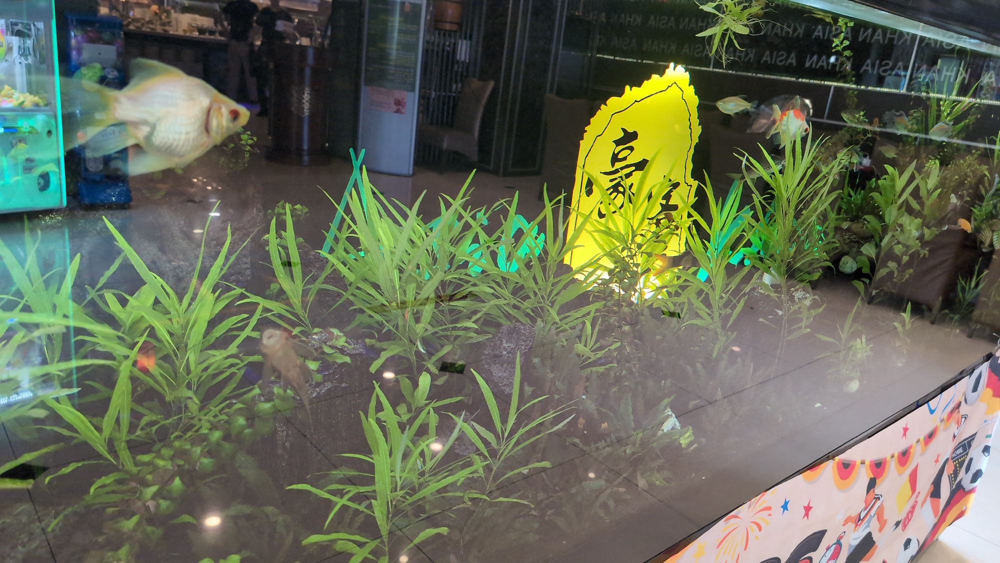 The image depicts an indoor aquarium with several fish, aquatic plants, and decorative elements. A light-colored fish with red eyes is visible on the left. In the background, there are other fish, including one with orange and white markings. A large, bright yellow decorative object with black calligraphy is positioned behind some of the plants. The aquarium appears to be situated within a commercial establishment, as indicated by the reflections of what seem to be shelves, signs, and possibly people in the background. A banner with a soccer theme, featuring graphics of players and flags, is partially visible along the bottom edge of the image, suggesting a connection to a sporting event or establishment. The scene is lit, and the water in the aquarium is clear. The overall impression is that of a well-maintained display. No specific location within Bürstadt, Germany, can be determined from the visual information provided.