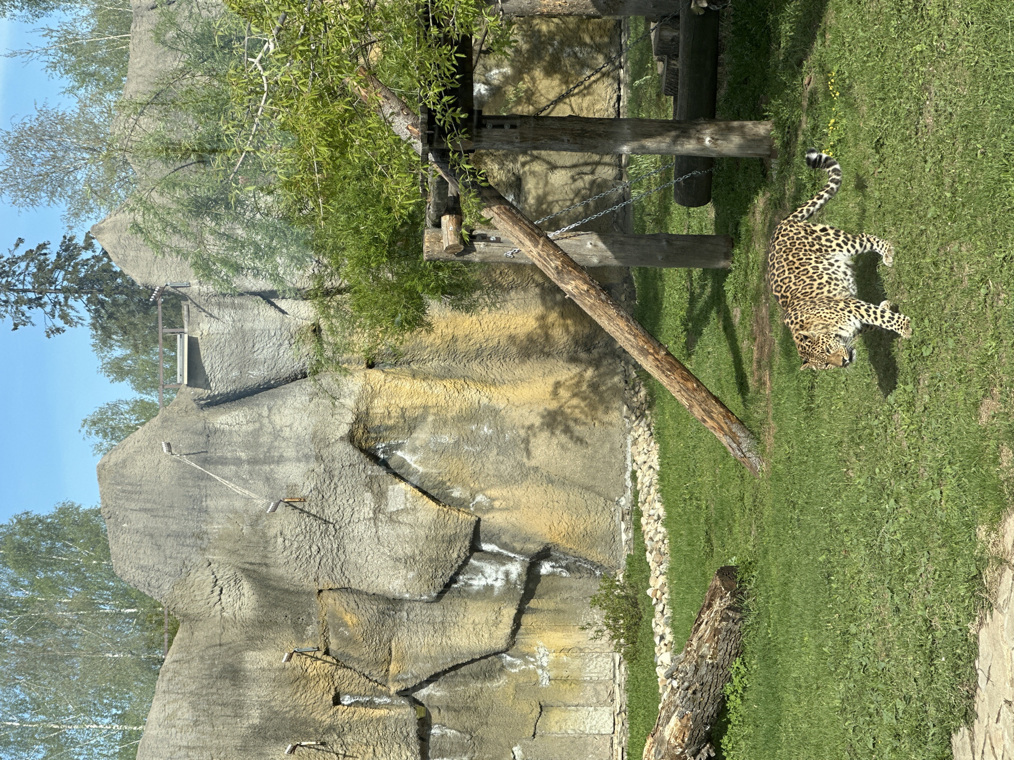 A leopard is walking on the grass in an outdoor enclosure at the Izhevsk Zoo in Izhevsk, Russia. The leopard has a spotted coat and a long tail. Behind the leopard, there is a wooden structure and an artificial rock wall. The scene is set in a zoo environment.