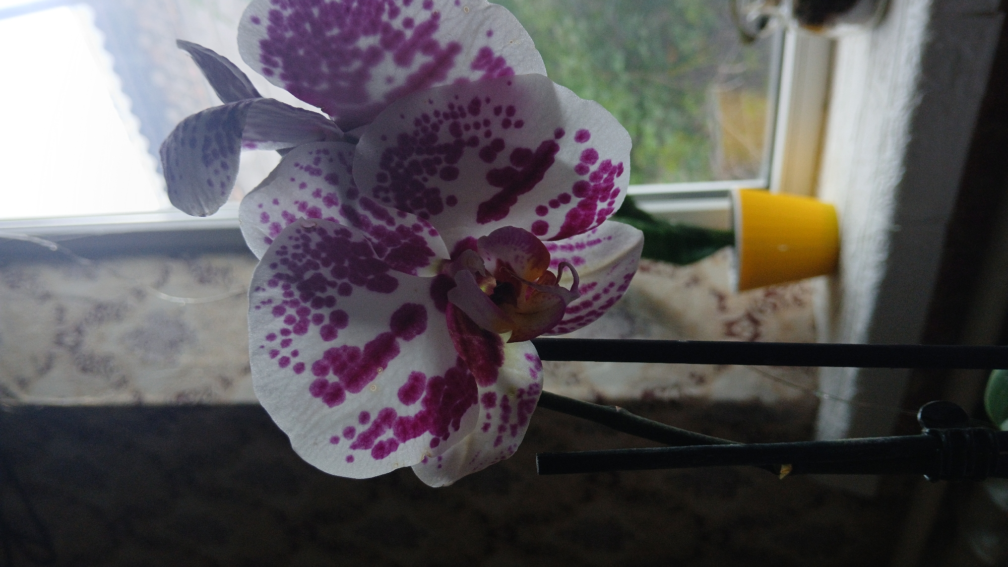 A close-up shot shows a white orchid with purple spots. The orchid is positioned near a window. A yellow pot sits on the windowsill, and a support structure is visible near the orchid's stem. The image appears to be taken indoors. The specific location within the city of Unknown, Unknown cannot be determined based on this image alone.