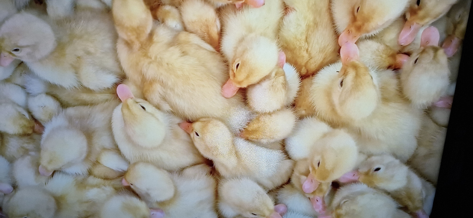 A close-up, high-angle shot captures a pile of fluffy yellow ducklings nestled together. Their soft downy feathers are predominantly pale yellow, with some ducklings displaying hints of orange or light brown on their backs or heads. Each duckling has a small, dark eye and a bright pink beak. Many of the ducklings are positioned with their heads tucked in or their beaks touching those of their neighbors, creating a sense of warmth and comfort. The background is a soft, light-colored fabric, possibly a blanket or bedding, with a subtle texture. The overall impression is one of a cozy, communal gathering of young birds.