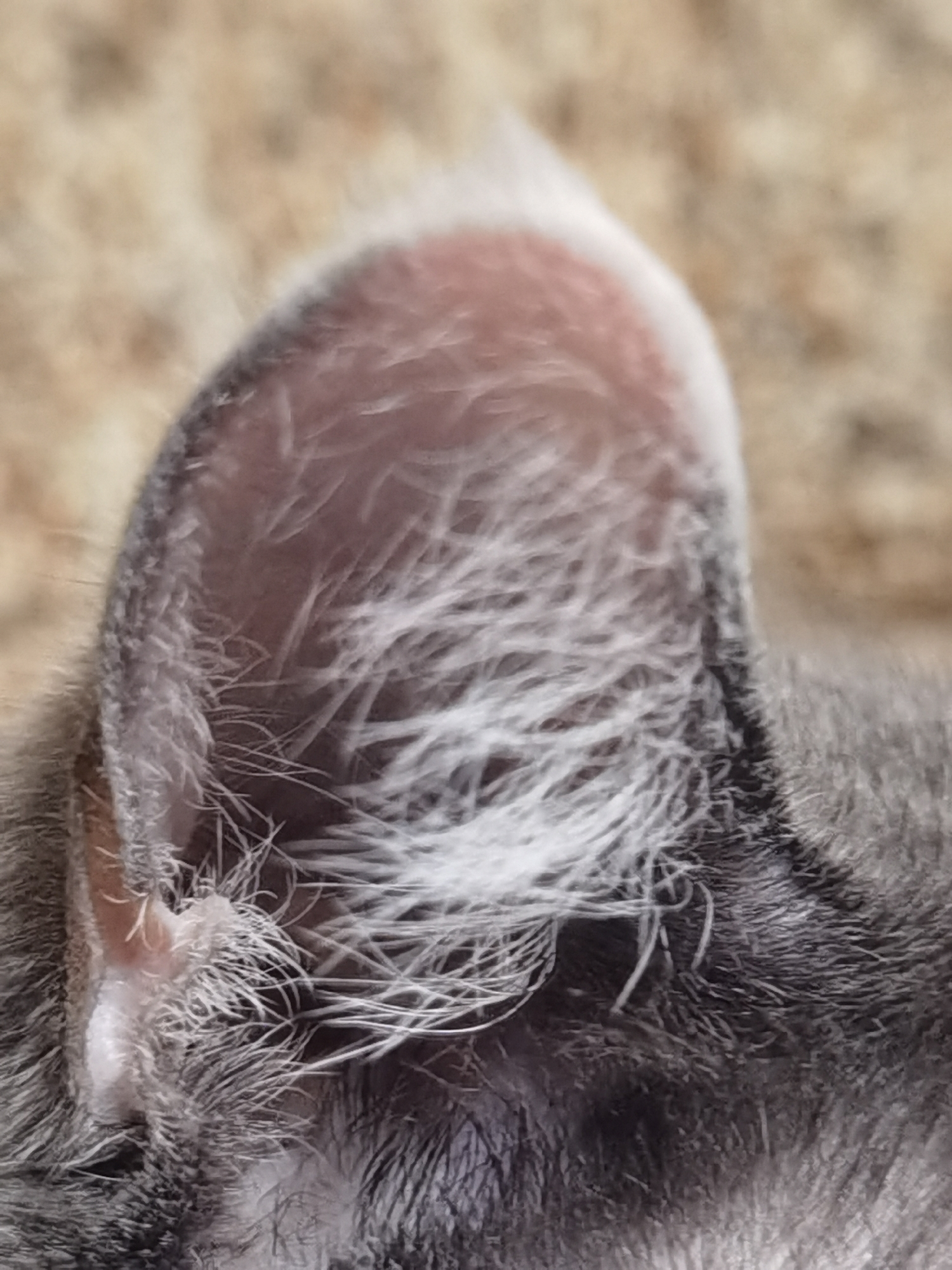 The image is a close-up shot of a grey and white cat's ear and surrounding fur. The ear is angled upwards and slightly to the left, revealing the inner folds and delicate hairs. The fur is dense and appears to be a mix of dark grey and white strands, with some areas of lighter pinkish skin visible within the ear canal. The background is out of focus, appearing as a soft, textured blur of beige and brown tones. There is no indication of location in Chaikovsky, Russia, nor any human presence or action. The image appears to be a still photograph of a domestic animal in a neutral environment.