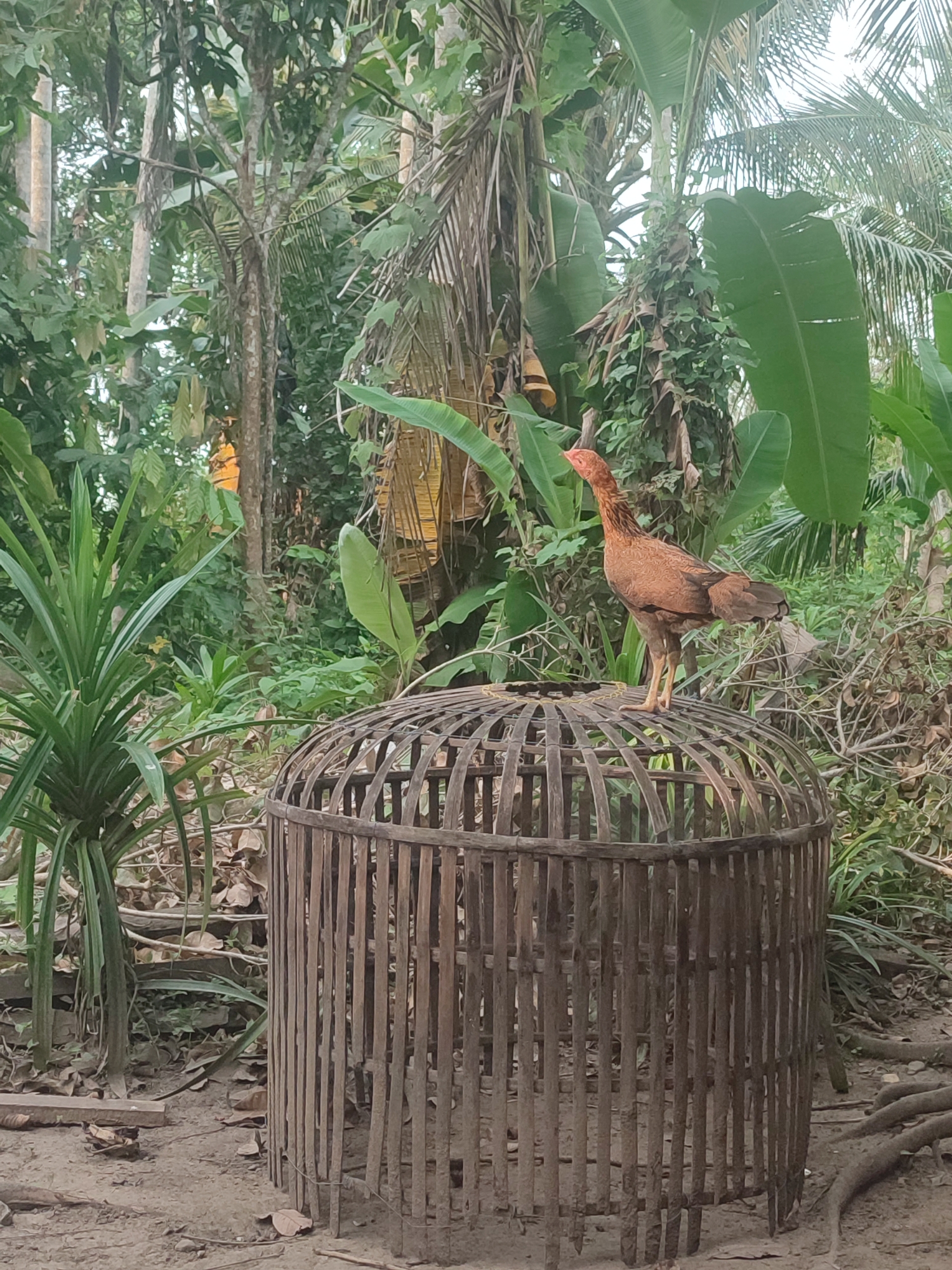 The image depicts a chicken standing on top of a large, cylindrical, wooden cage in what appears to be a tropical or subtropical environment. The background is filled with lush green vegetation, including banana trees and other leafy plants. The ground is covered with soil, fallen leaves, and small roots.
Location is assumed to be near Saweuk, Indonesia, based on the information provided. There are no visible people, only the chicken and the environmental elements. The chicken is the subject, and the objects are the cage and the surrounding vegetation. The chicken is simply standing on the cage, not interacting with anything else in the scene. The environment is lush and tropical.